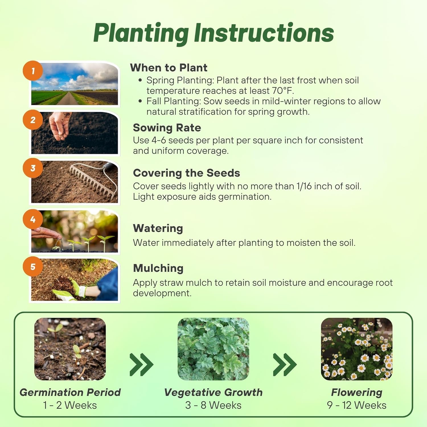 Feverfew Planting Directions