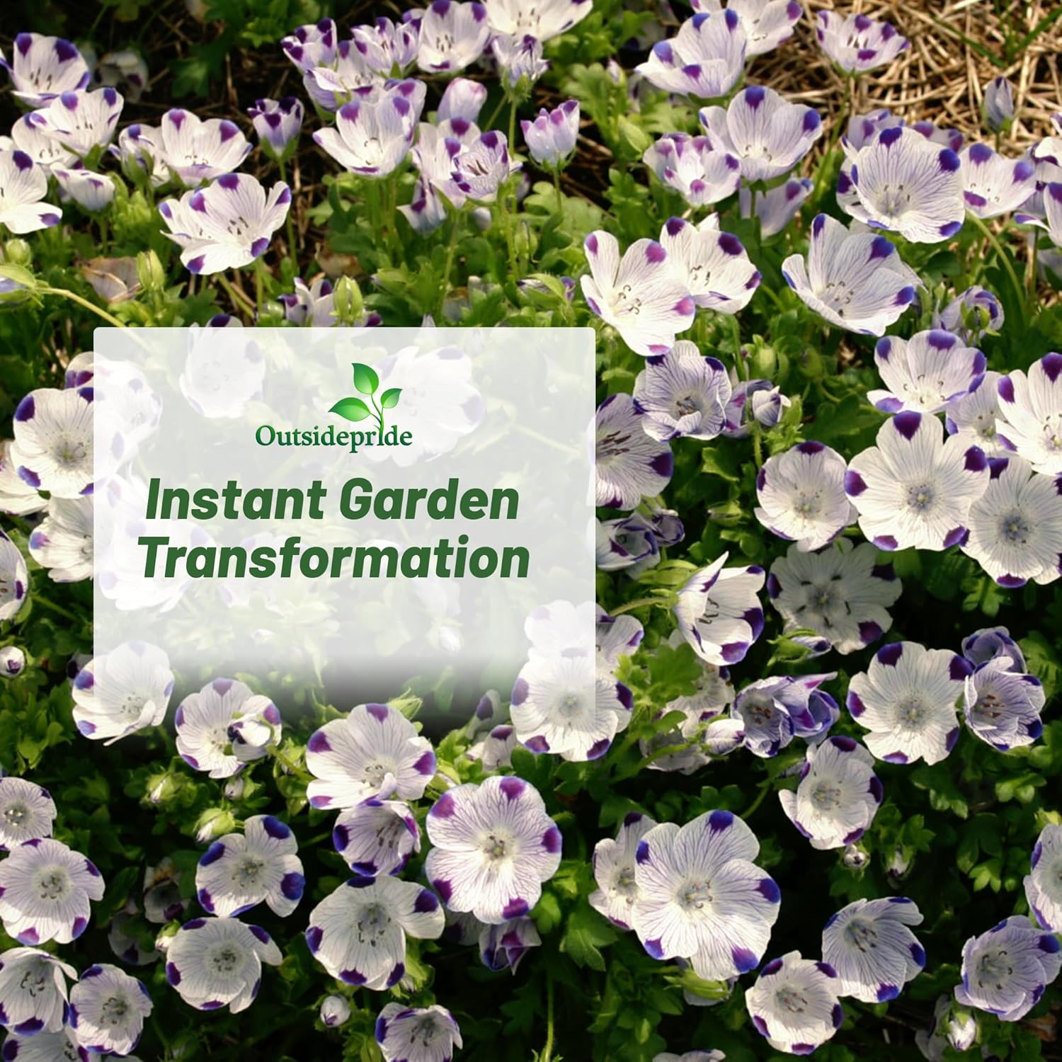 Nemophila Seed