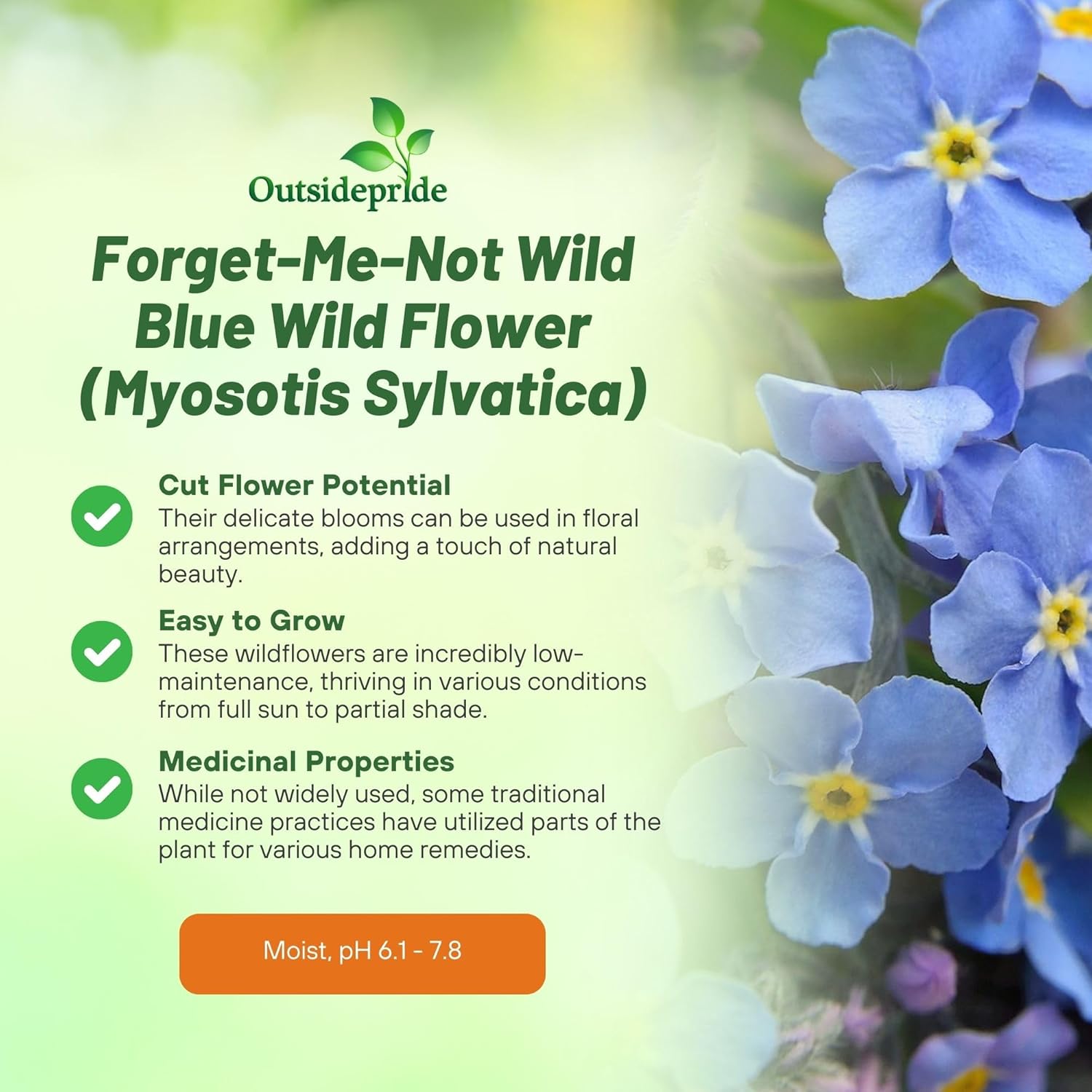 Forget-Me-Not Garden Flower Seeds