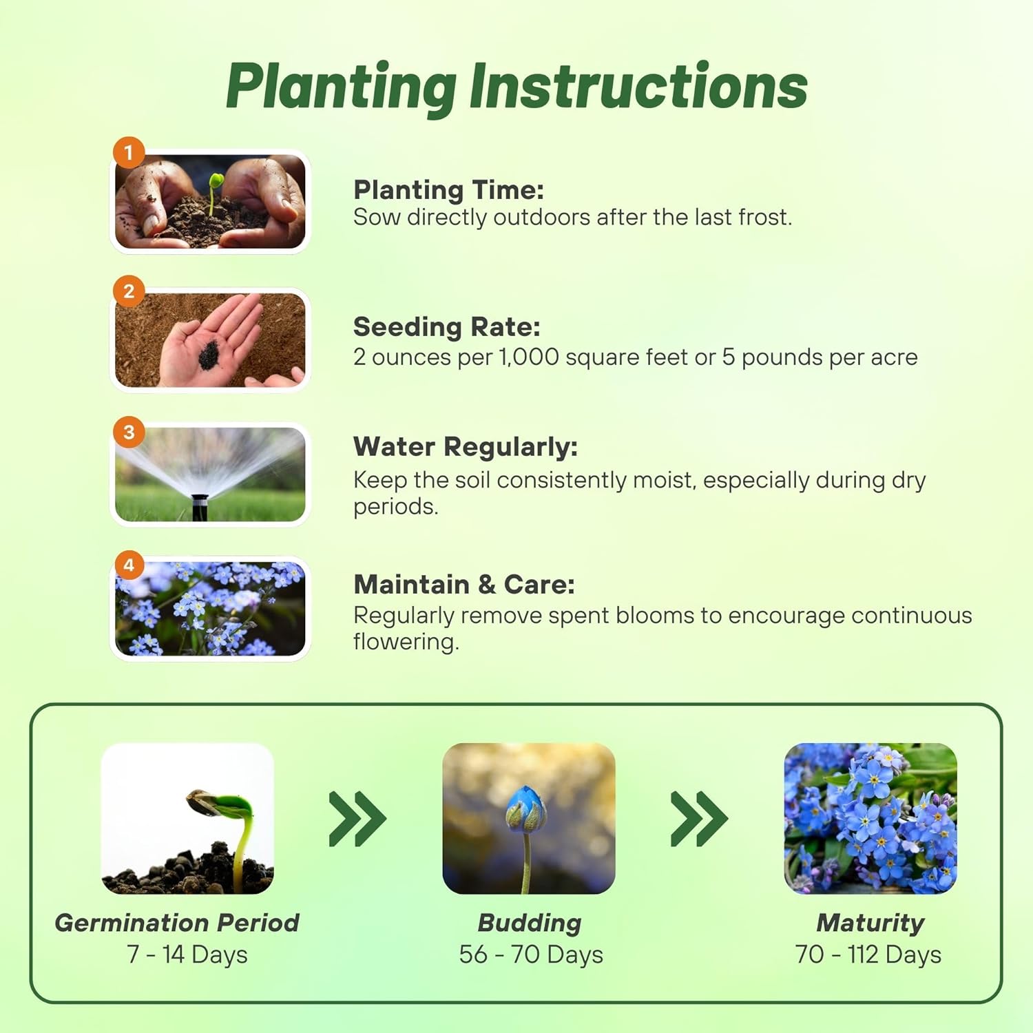 Forget-Me-Not Planting Directions