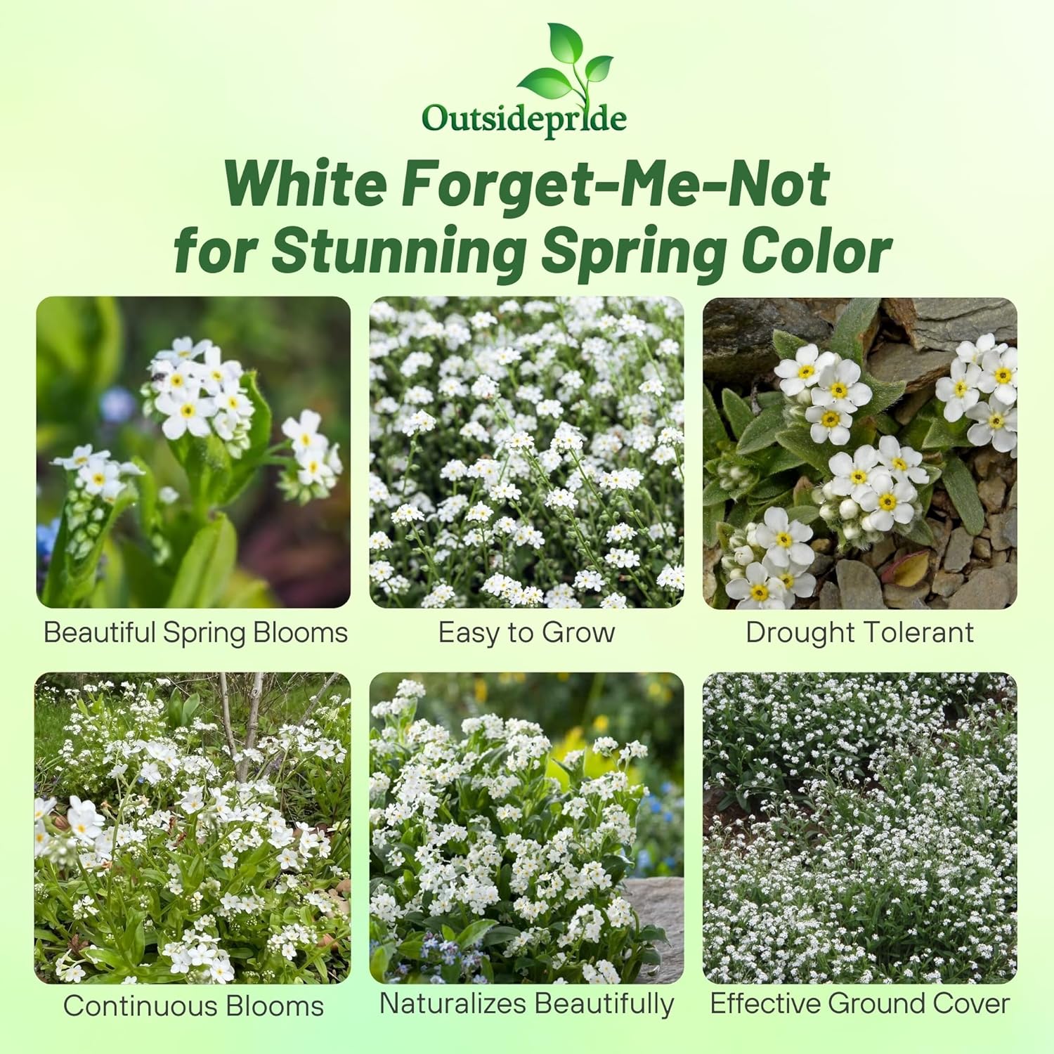 Forget Me Not White Flower Seeds