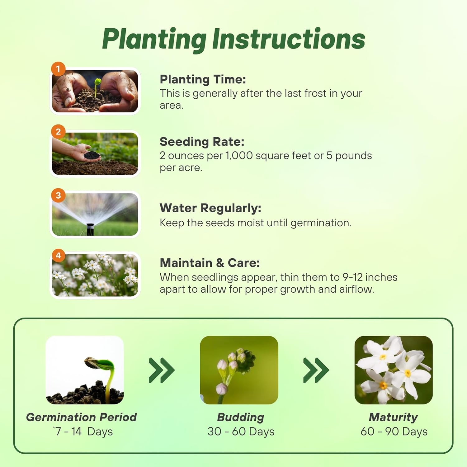 Myosotis White Planting Directions