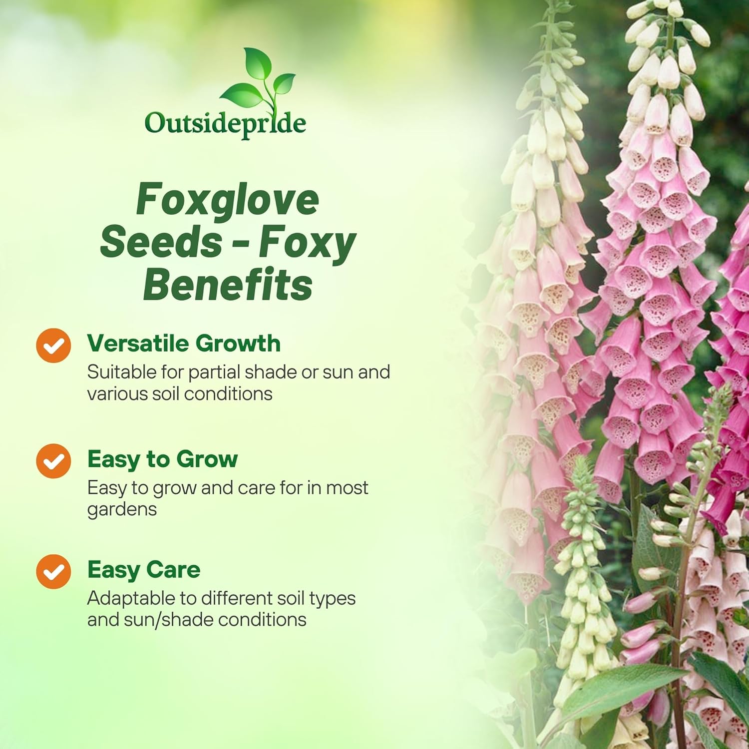 Foxglove Foxy Planting Directions