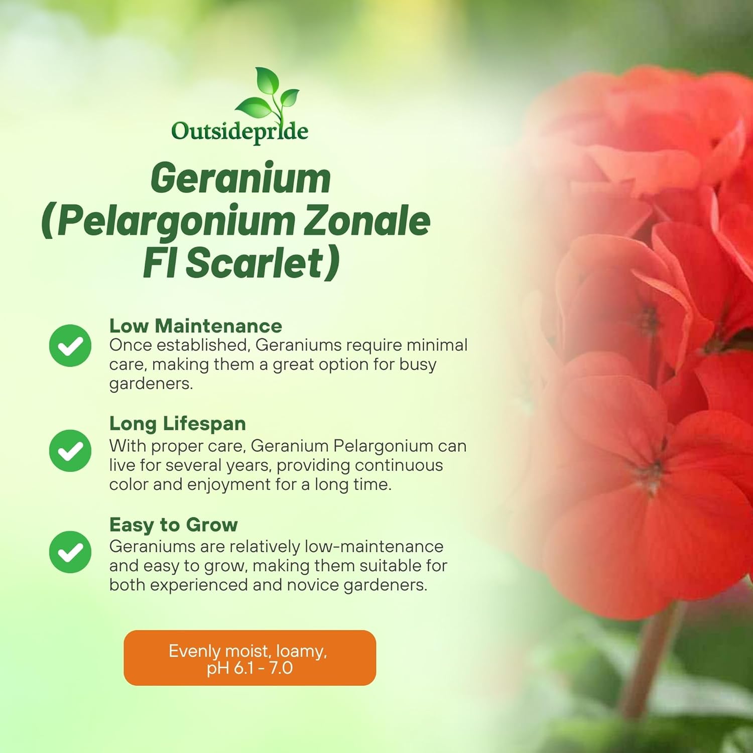 Geranium Scarlet Container Plant Seeds