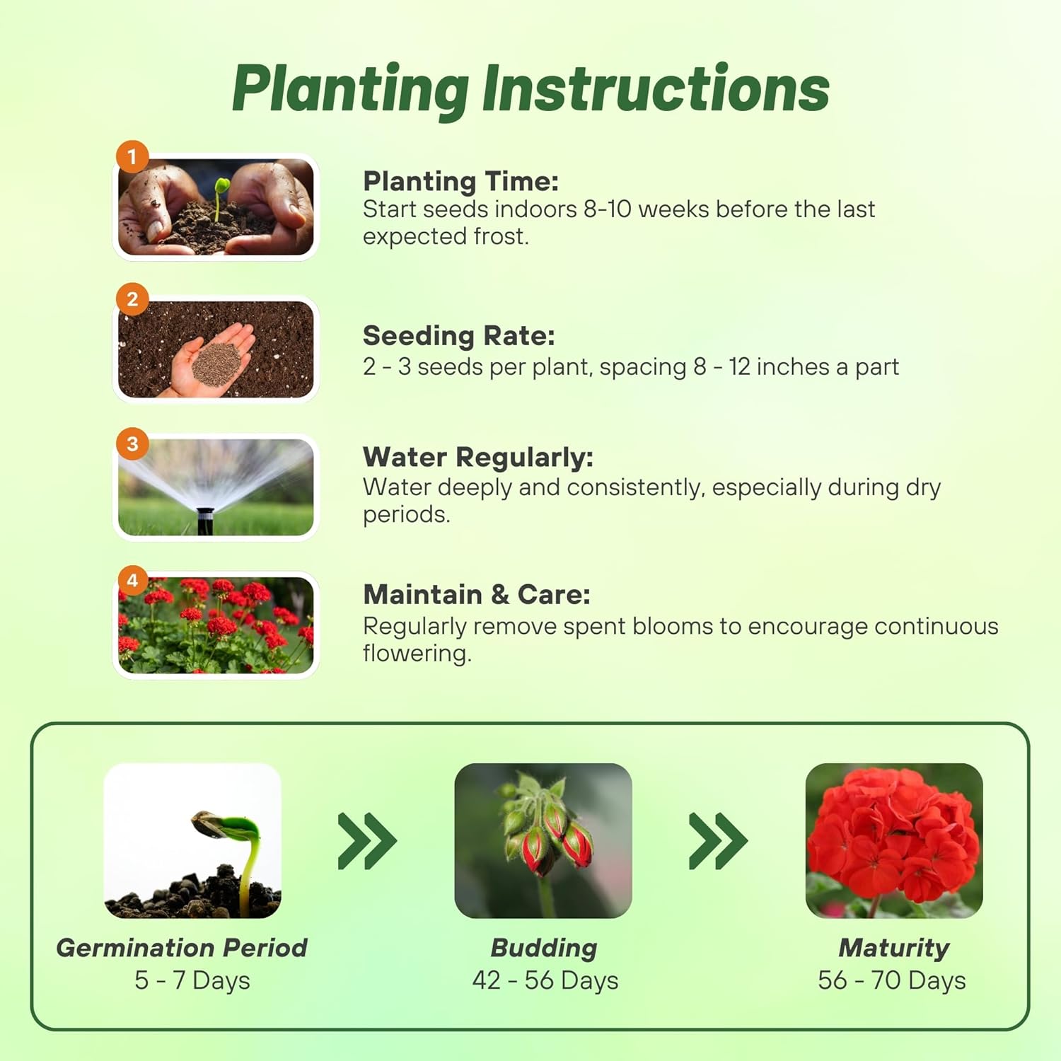 Geranium Scarlet Planting Directions