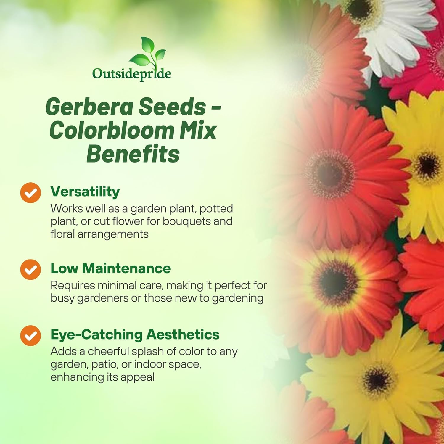 Gerbera Colorbloom Flower Seed Mix