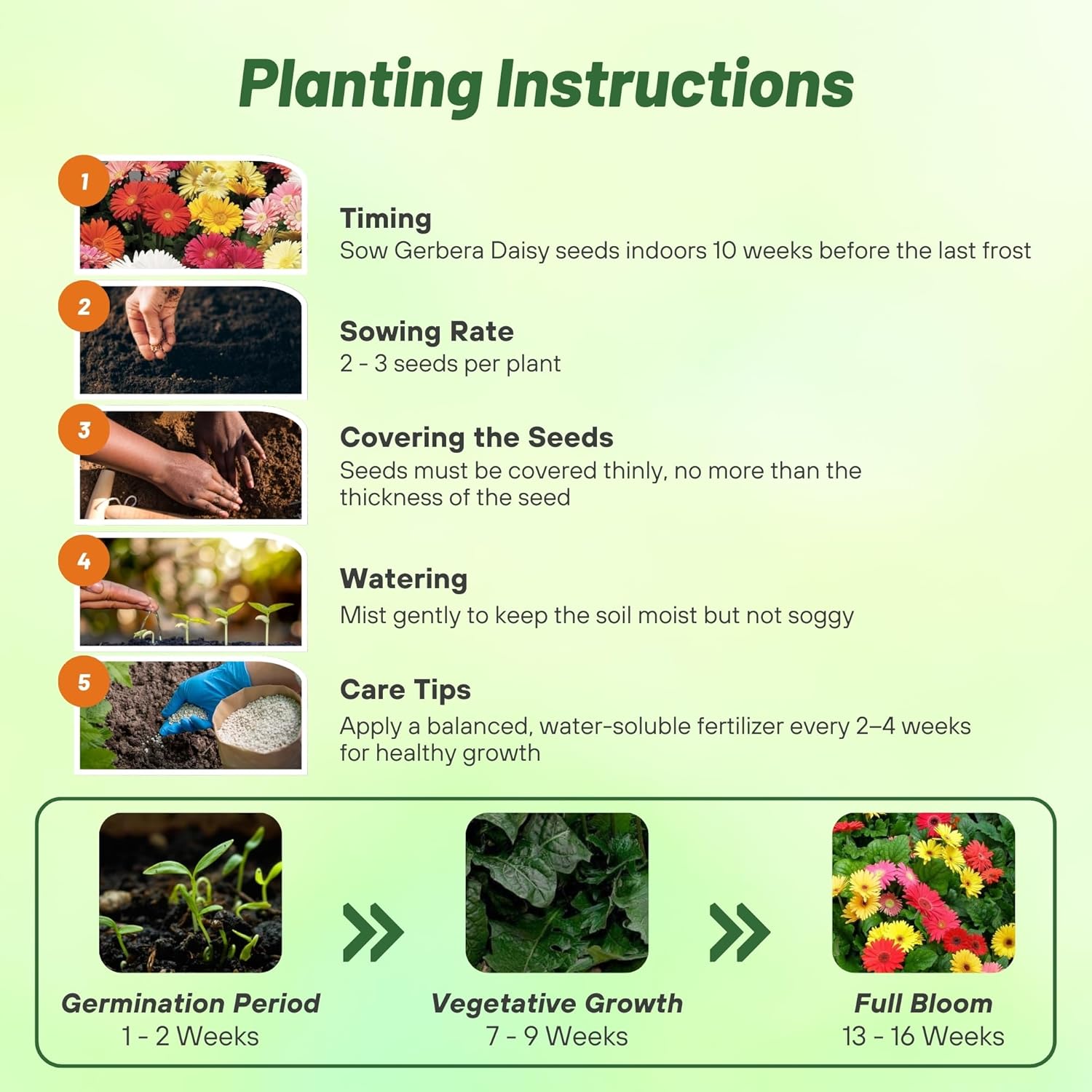 Gerbera Daisy Colorbloom Planting Directions