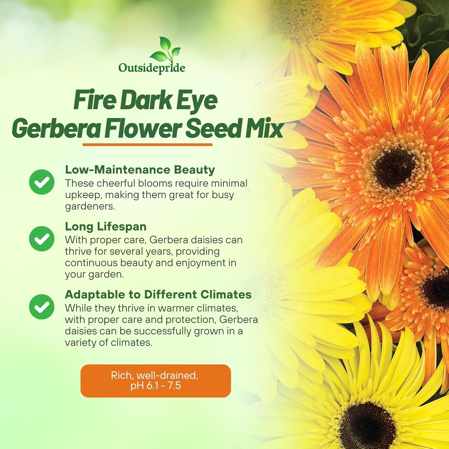 Gerbera Fire Seed Mix