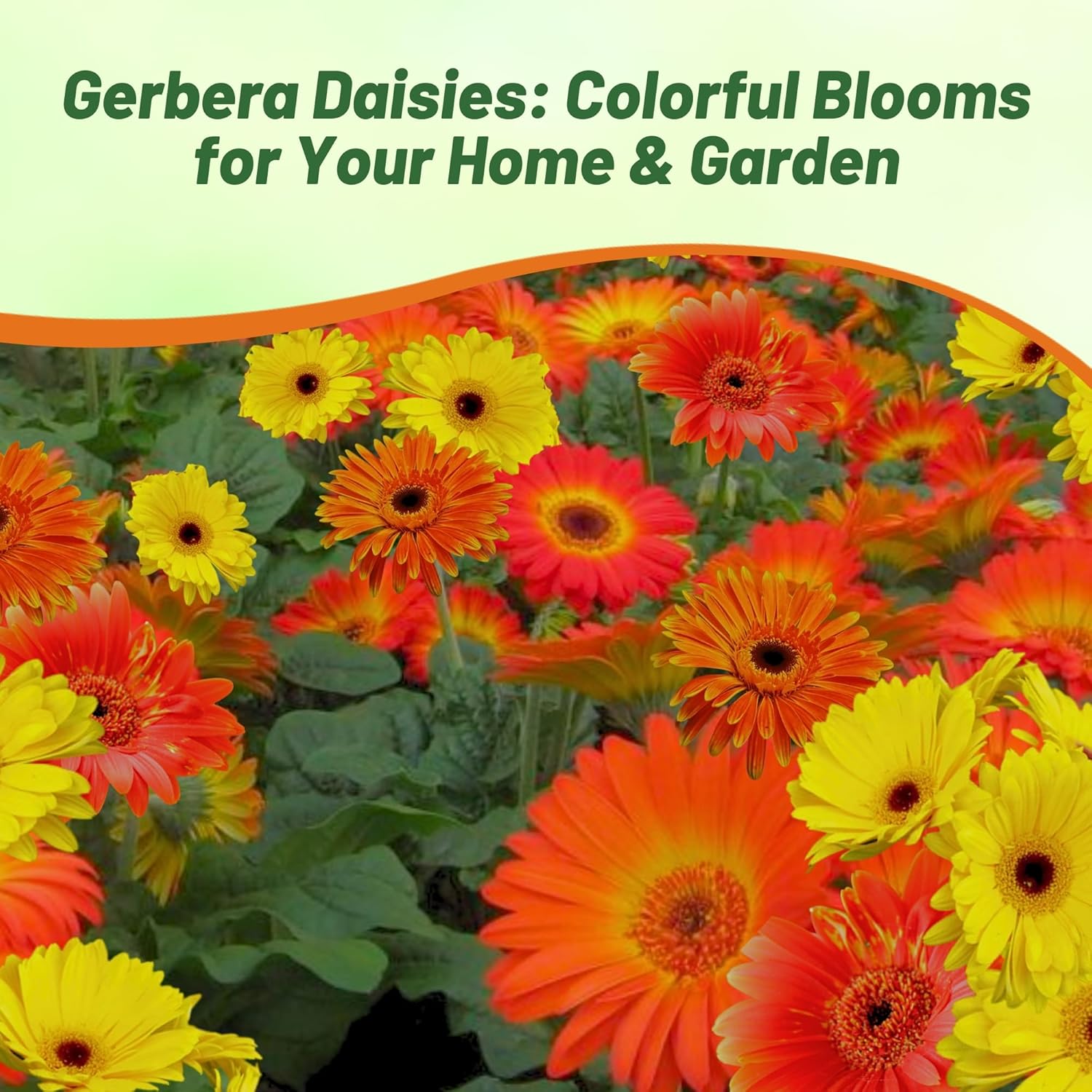 Gerbera Fire Dark Eye Flower Mix