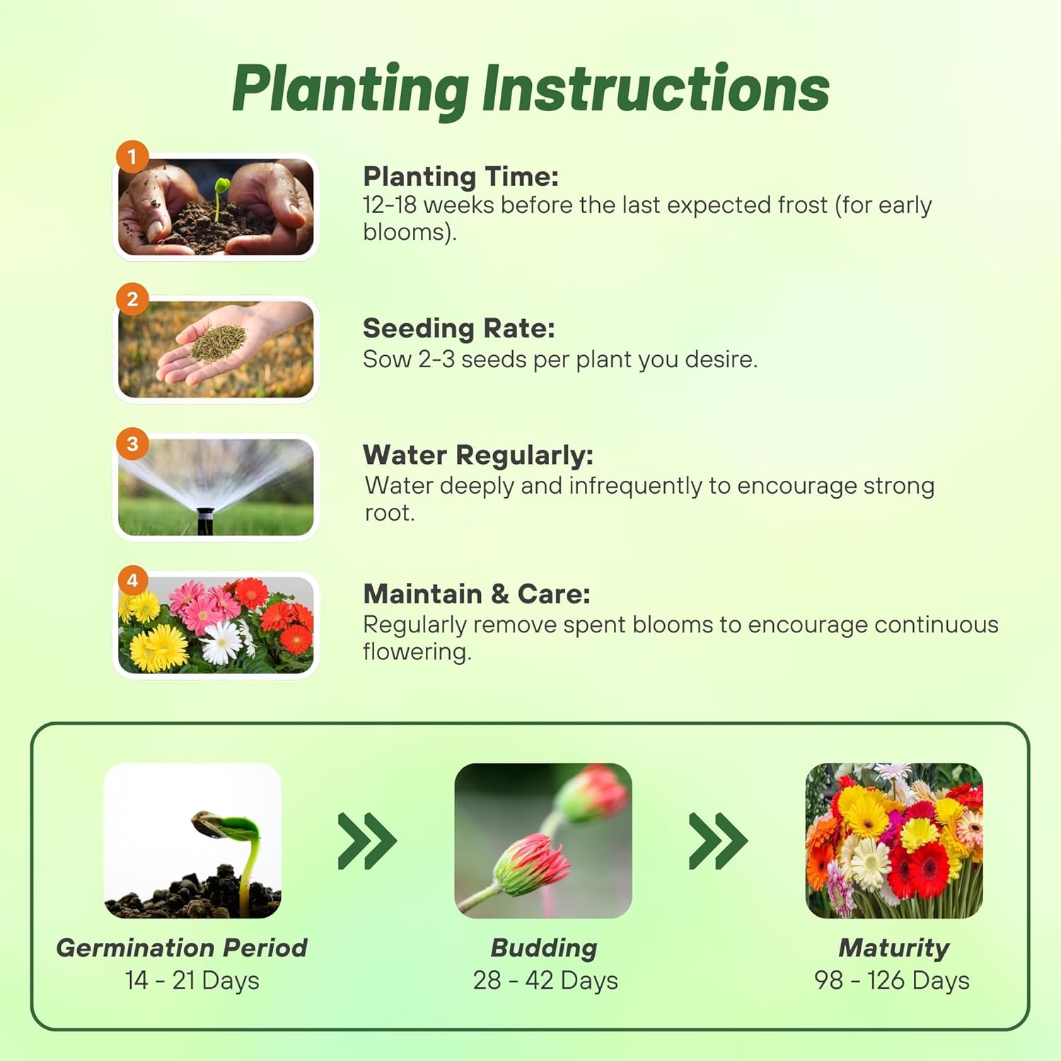 Gerbera Jamesonii Seed Mix Planting Directions