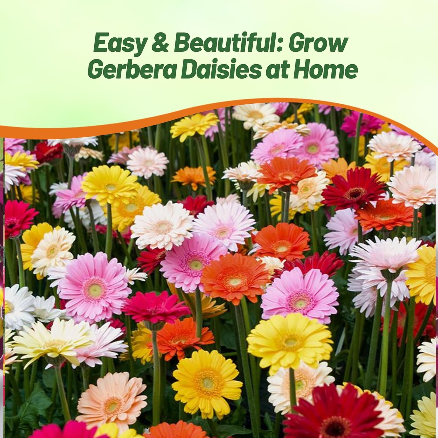 Gerbera Jamesonii Flower Garden Mix