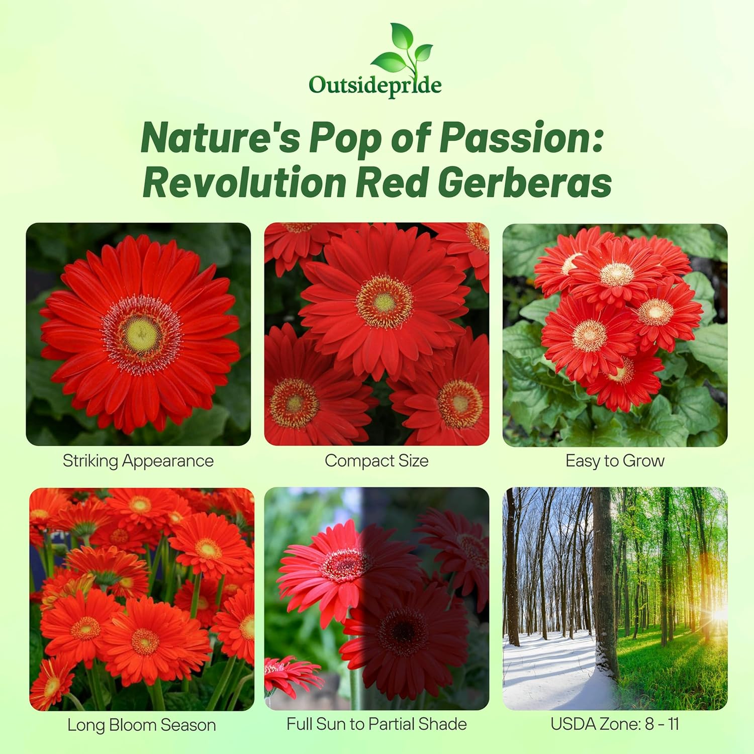 Gerbera Red Flower Bed Seeds