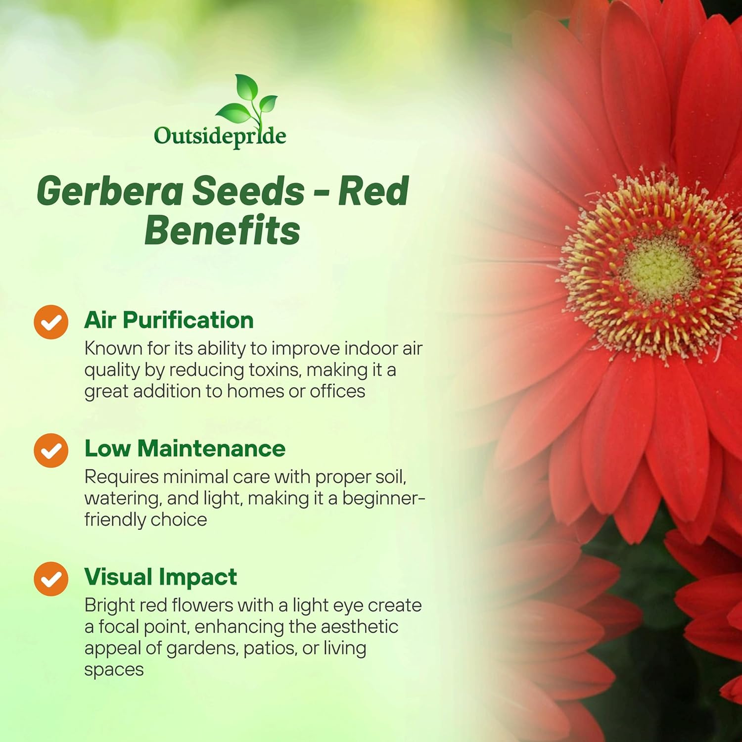 Gerbera Jamesonii Revolution Red w/ Light Eye