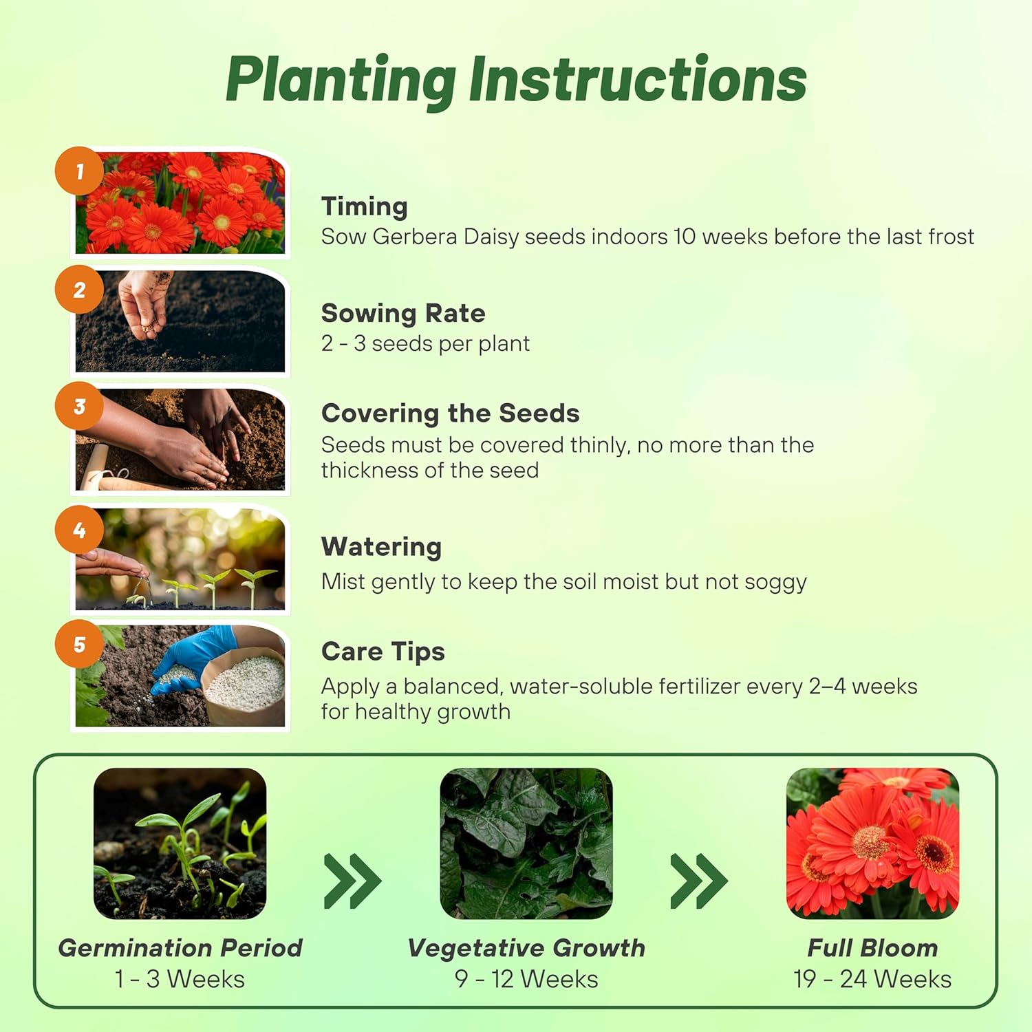 Gerbera Red Planting Direction