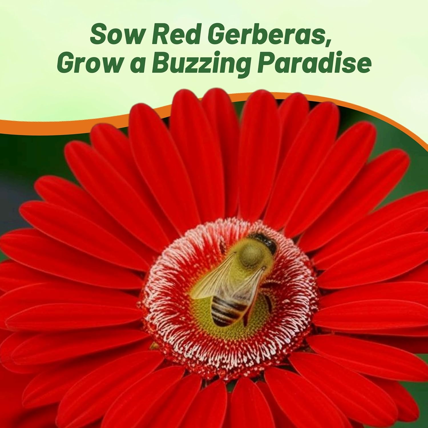 Gerbera Red Flower Garden