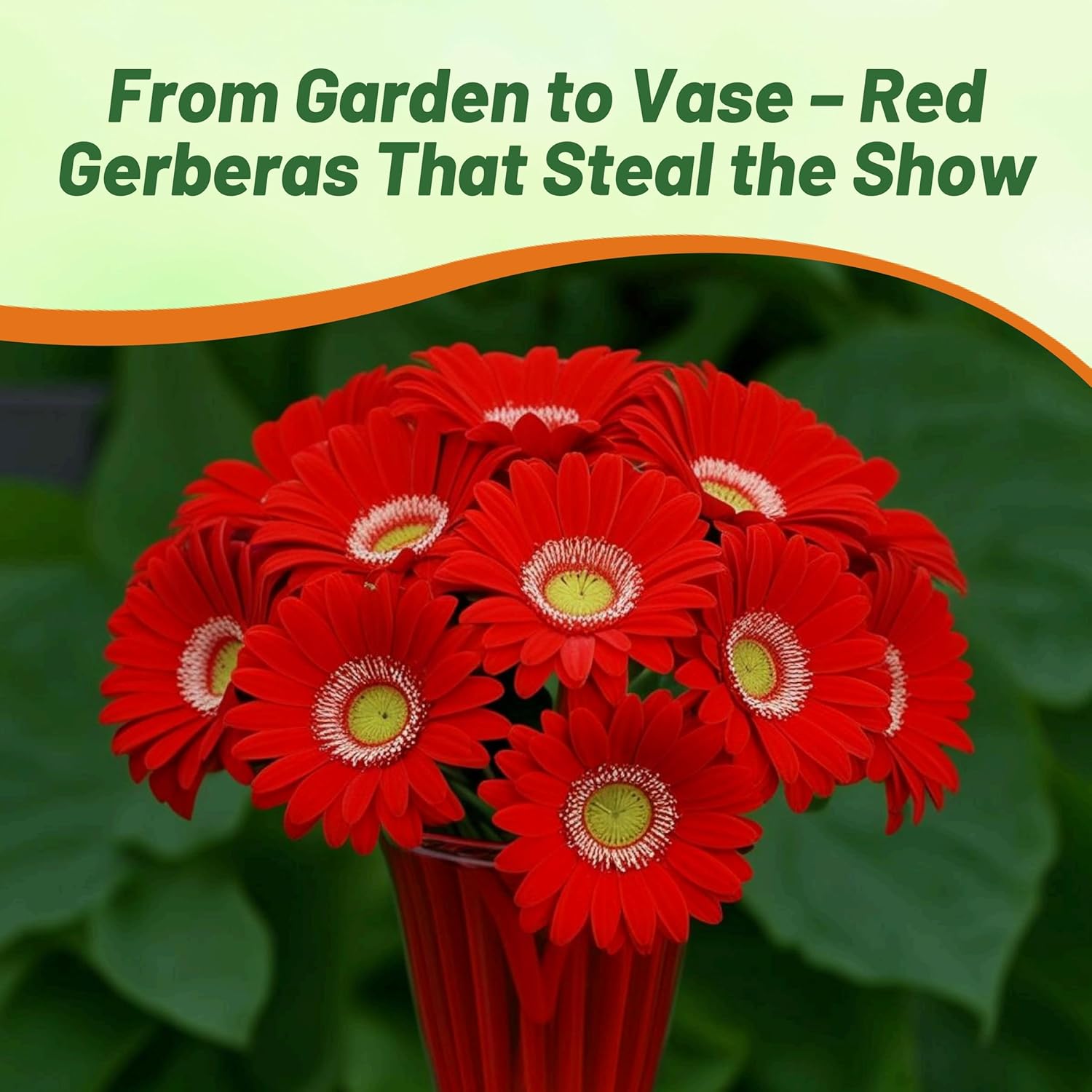 Gerbera Red Flower Seeds