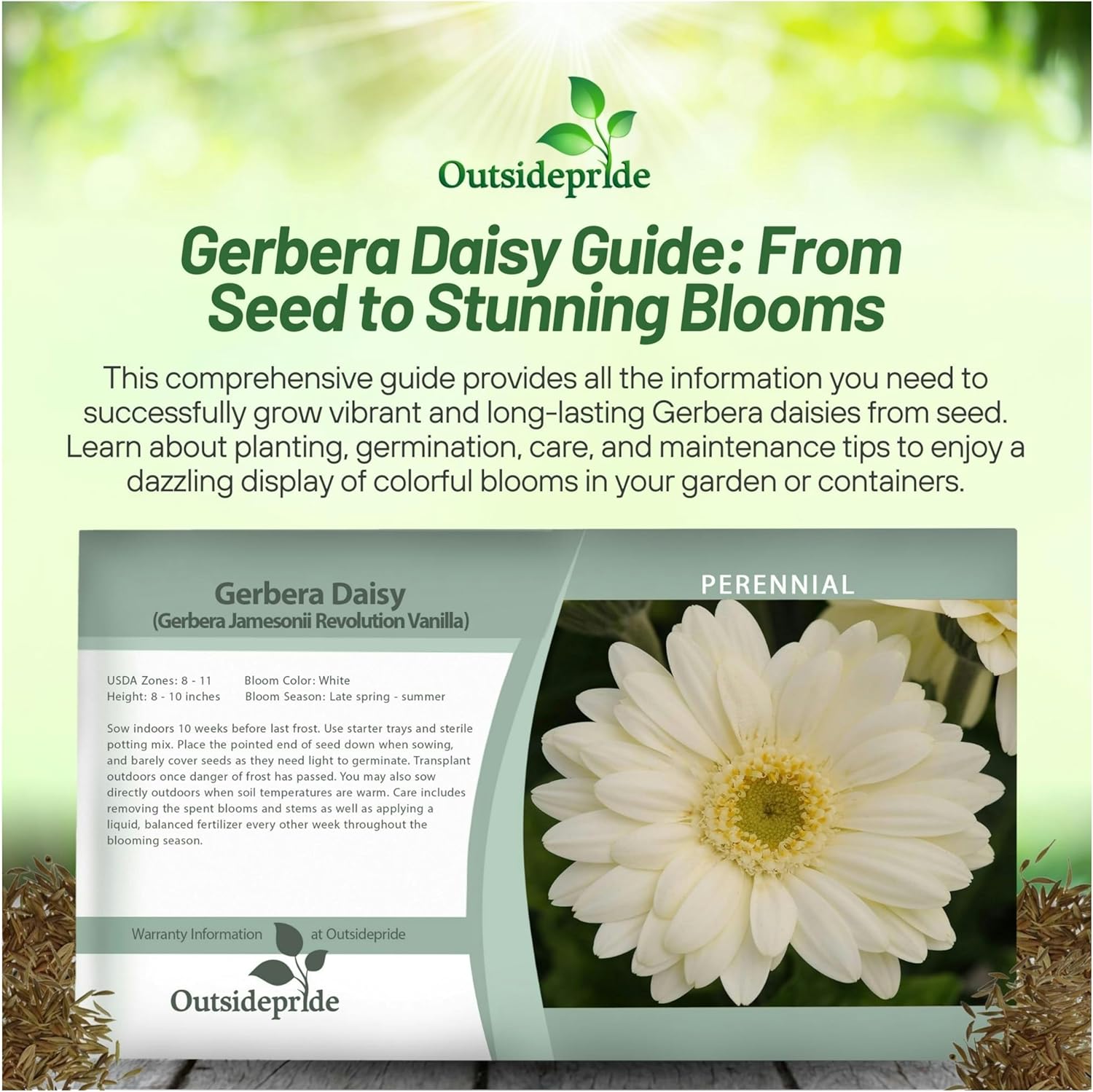 Gerbera Vanilla Seed Packet