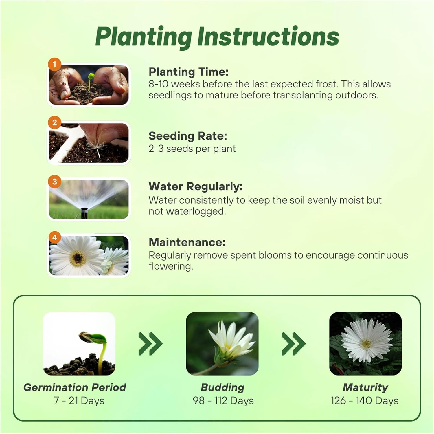 Gerbera Vanilla Planting Directions