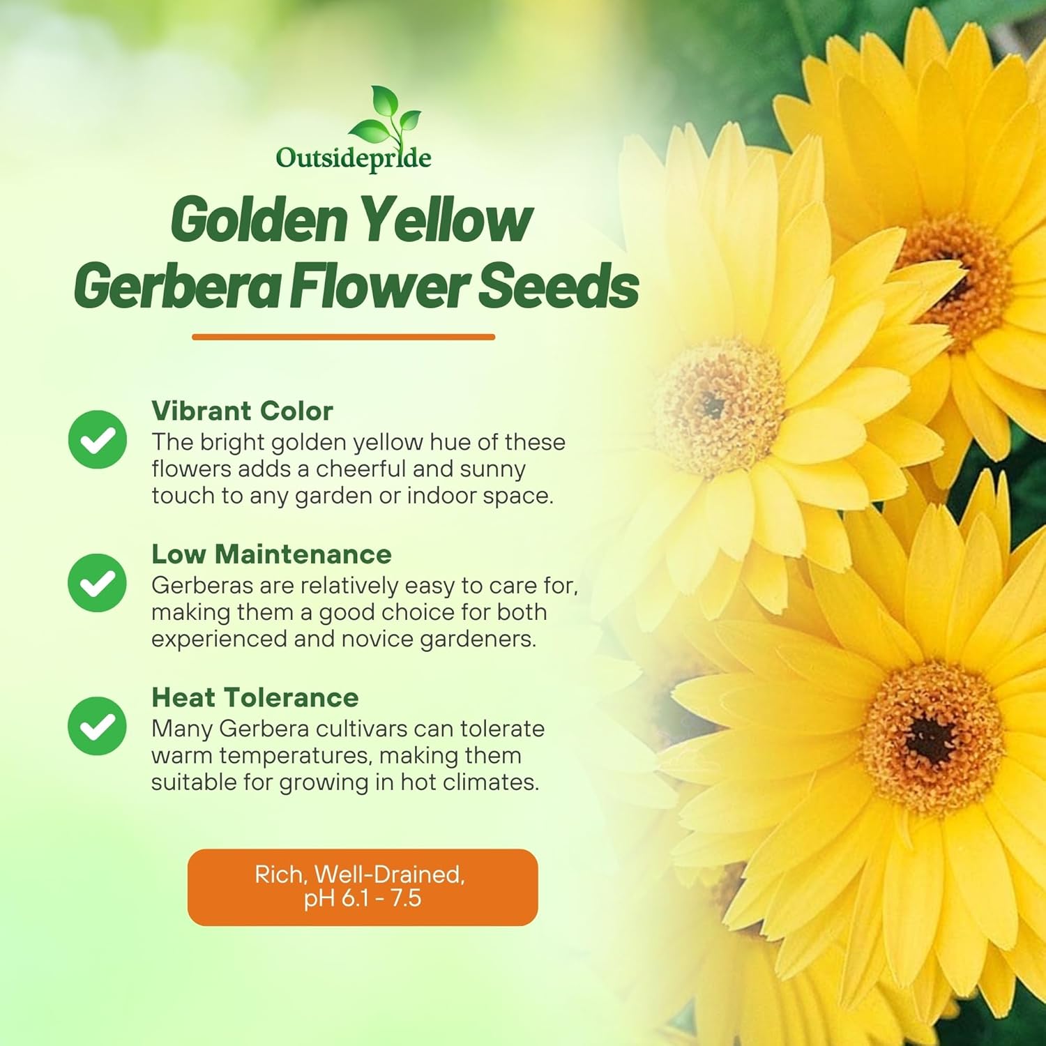 Gerbera Yellow Flower Seeds