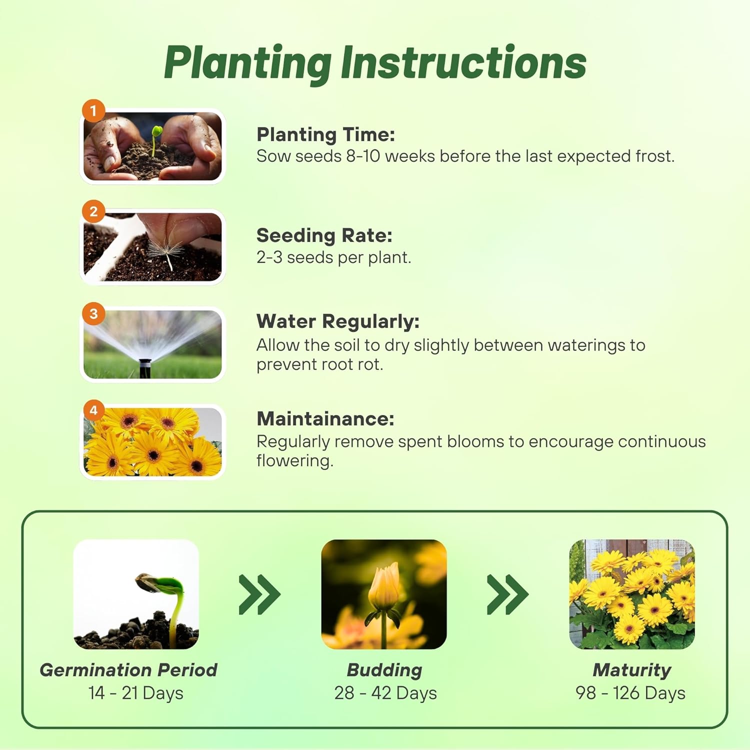 Gerbera Yellow Planting Directions