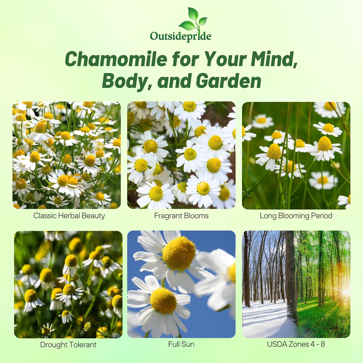 German Chamomile Seed