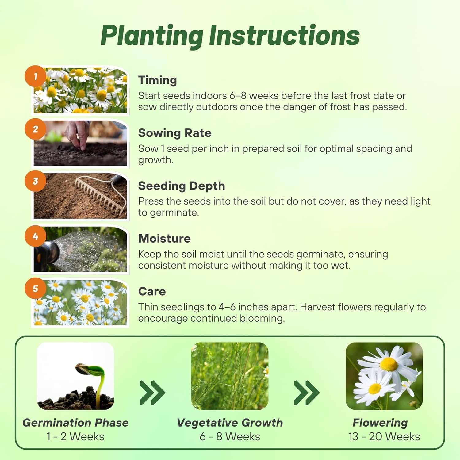 German Chamomile Planting Directions