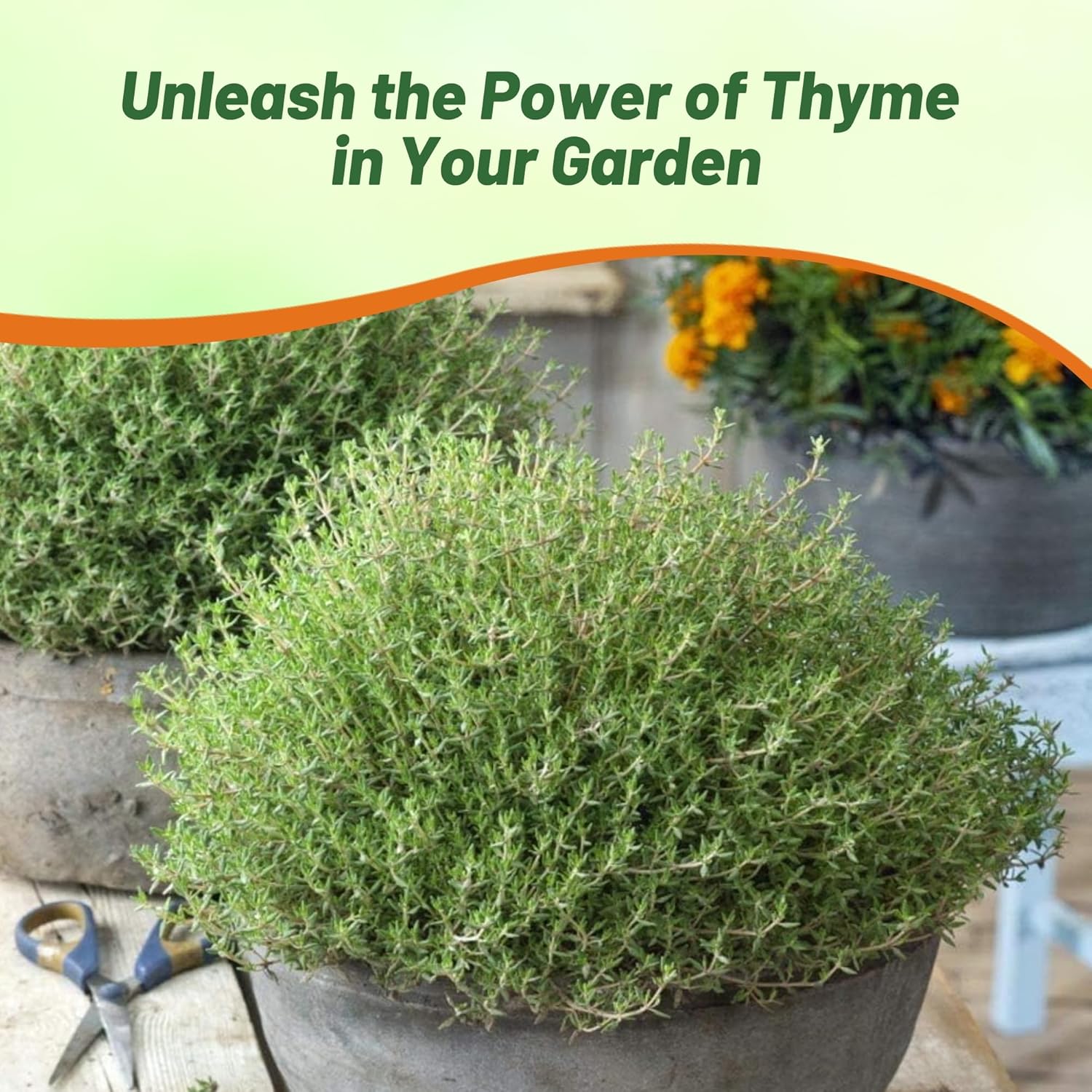 German Thyme Herb Garden Seed