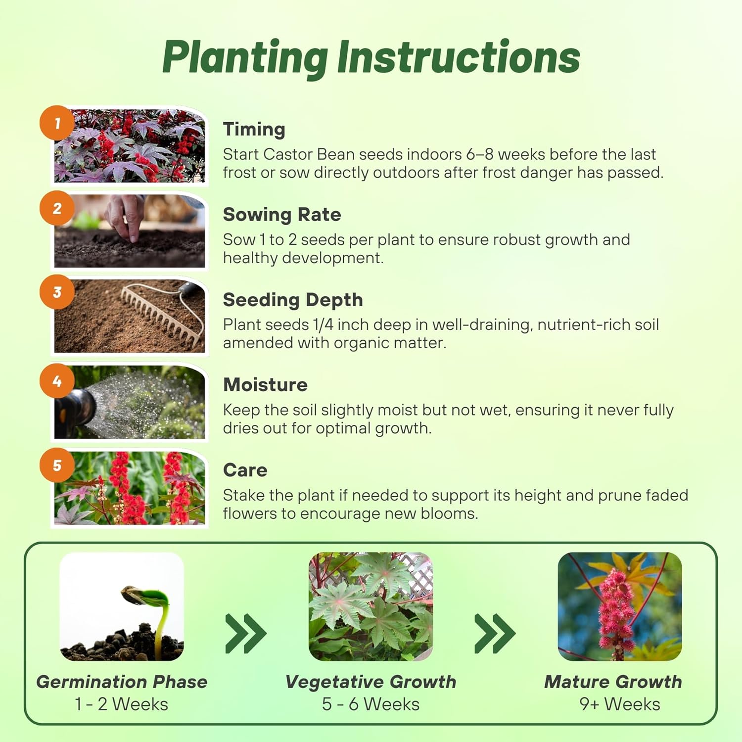 Castor Bean Gibsonii Planting Directions