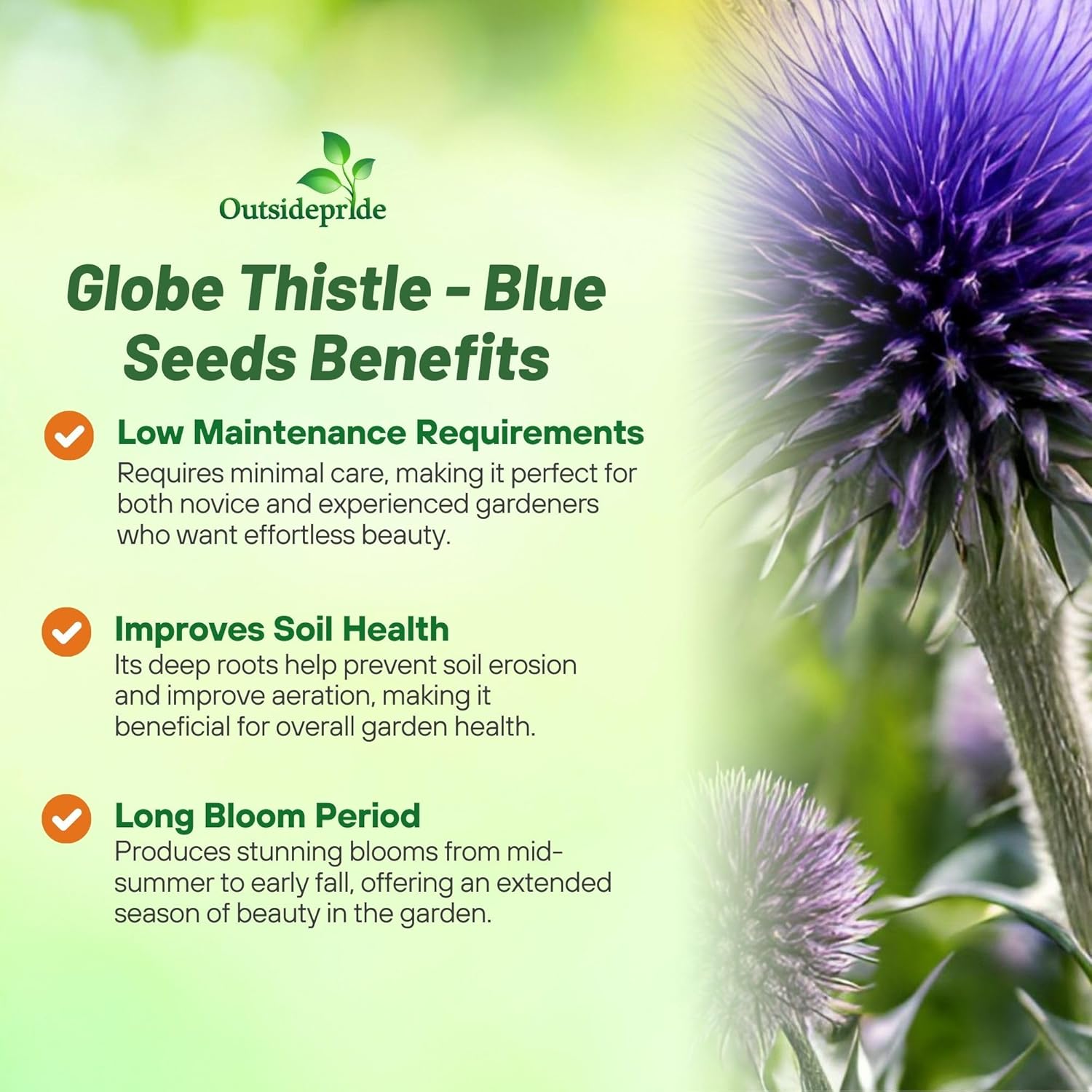 Globe Thistle Blue Garden Flowers