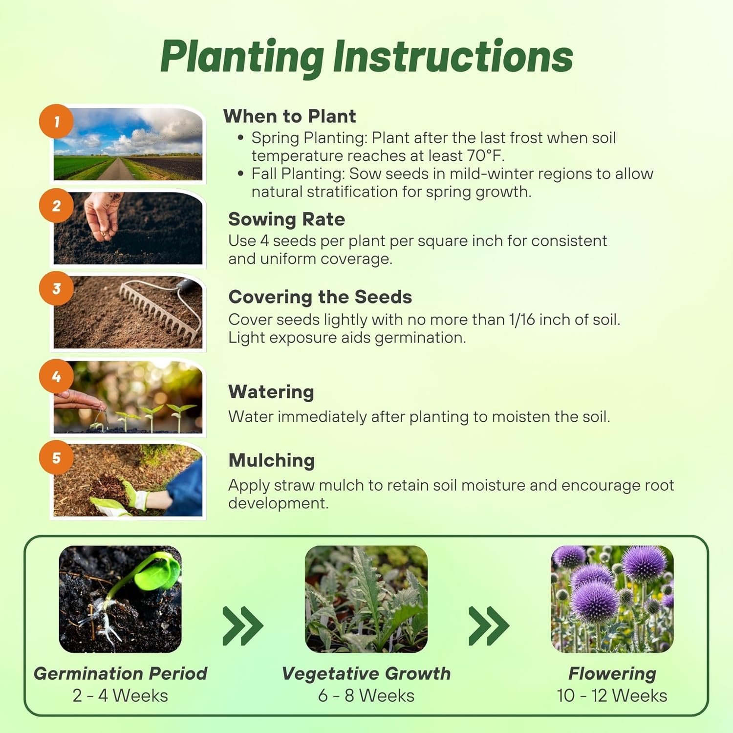 Globe Thistle Blue Planting Directions