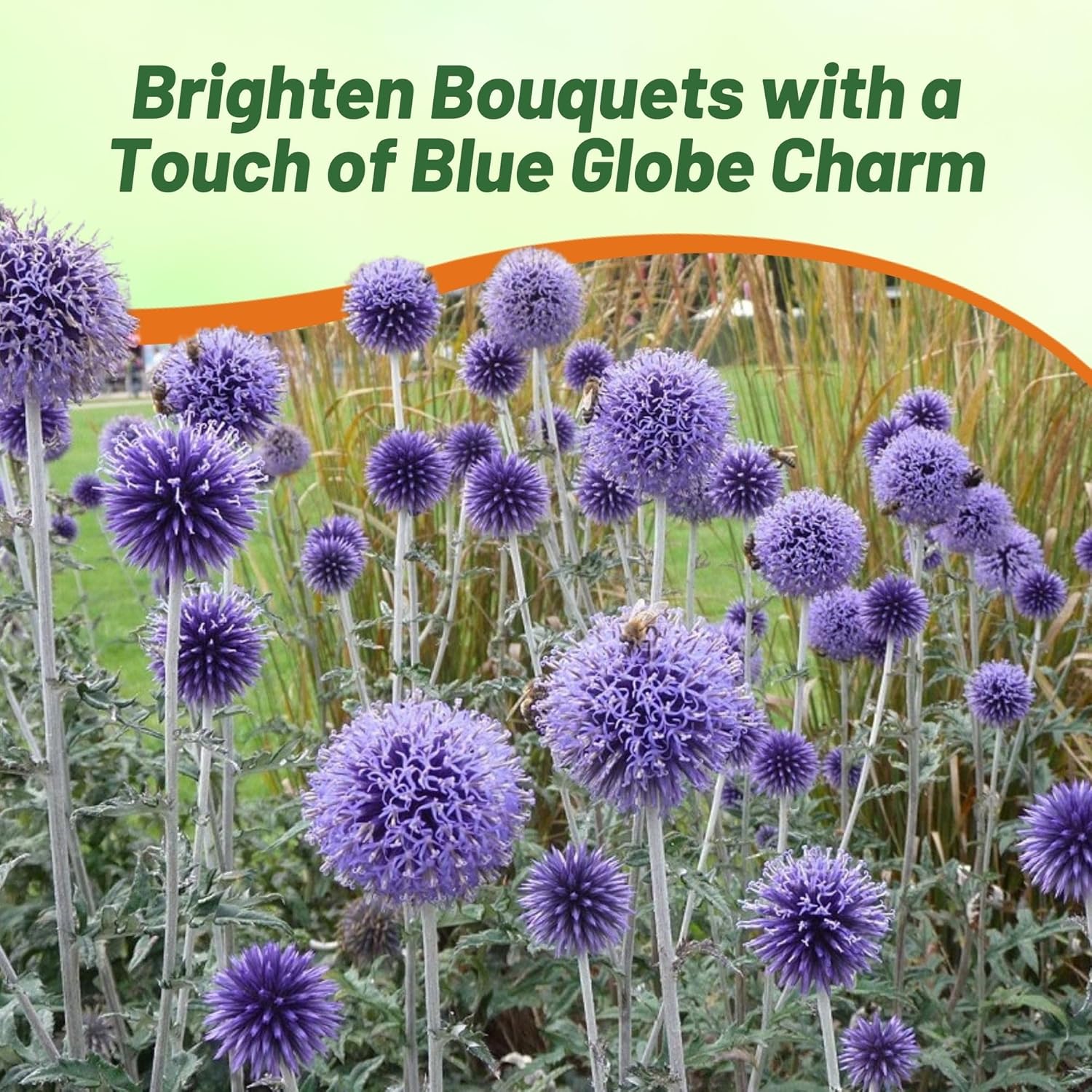 Globe Thistle Blue Flower Garden