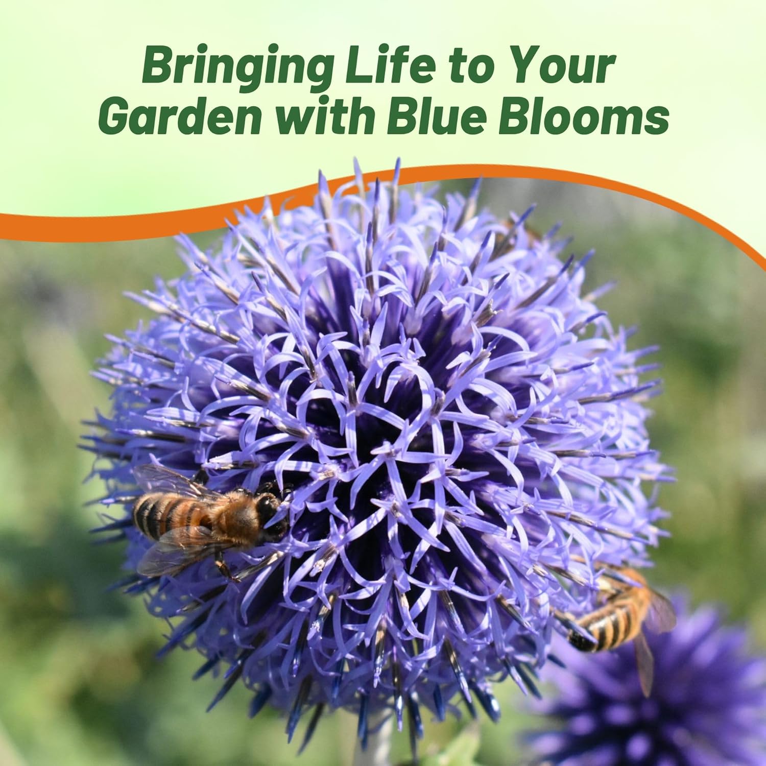 Globe Thistle Blue Flower Seed