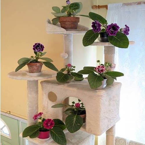 Gloxinia Home Flowers