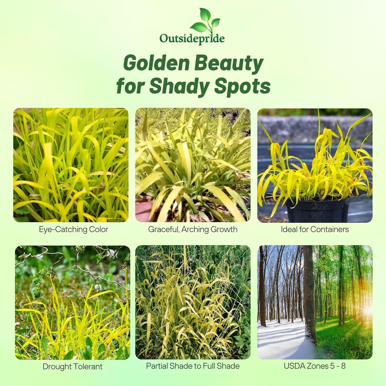 Golden Wood Millet Grass