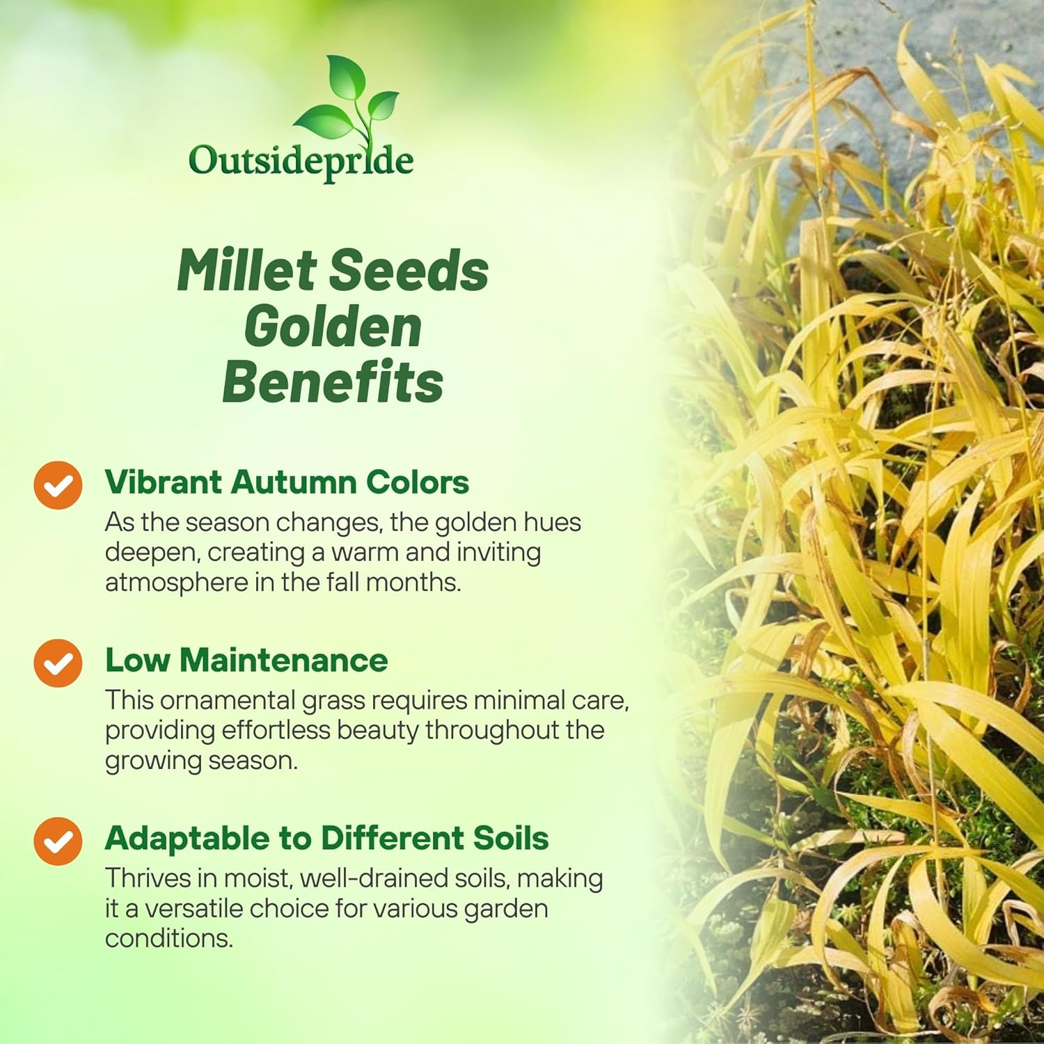 Milium effusum Gold Millet