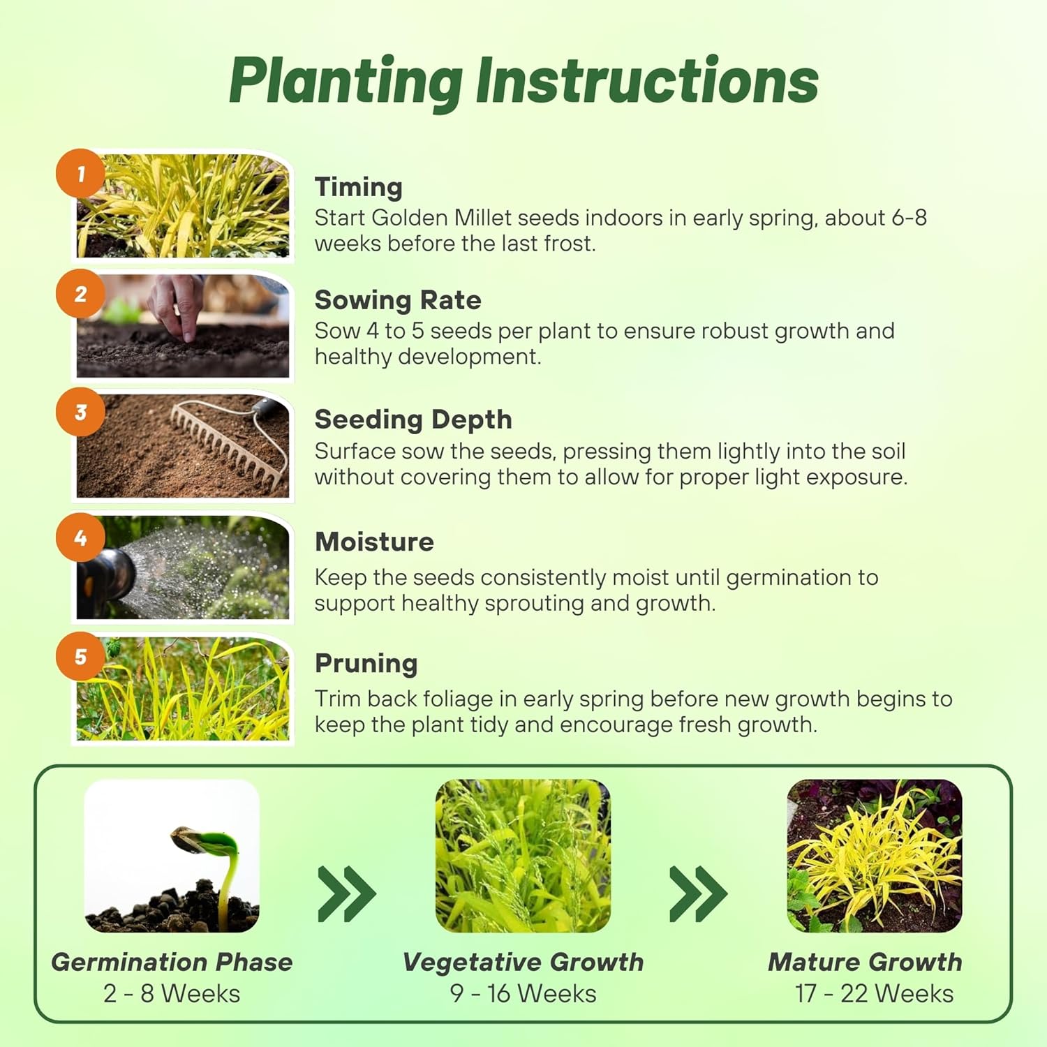 Golden Millet Planting Directions