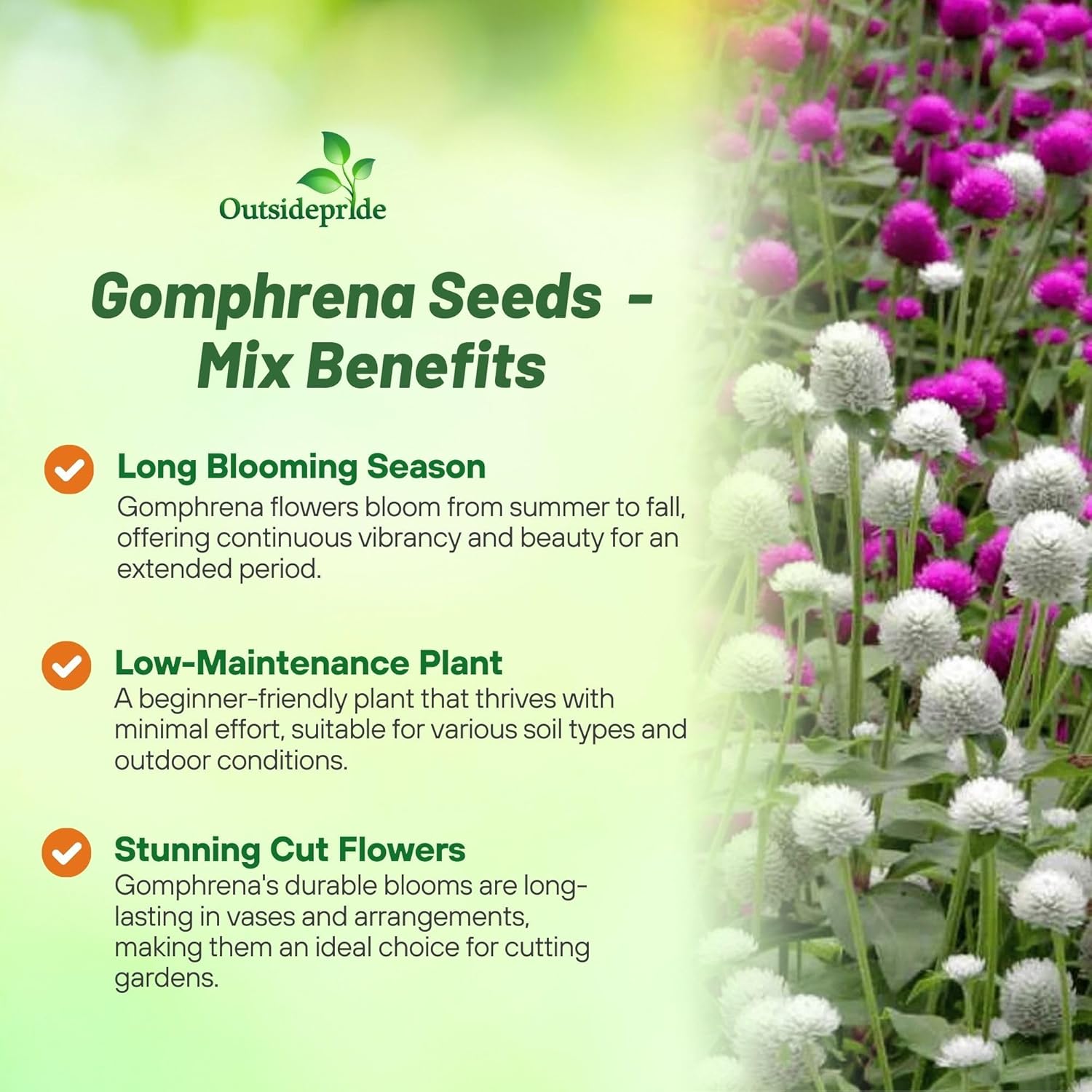 Gomphrena Flower Seed Mixture