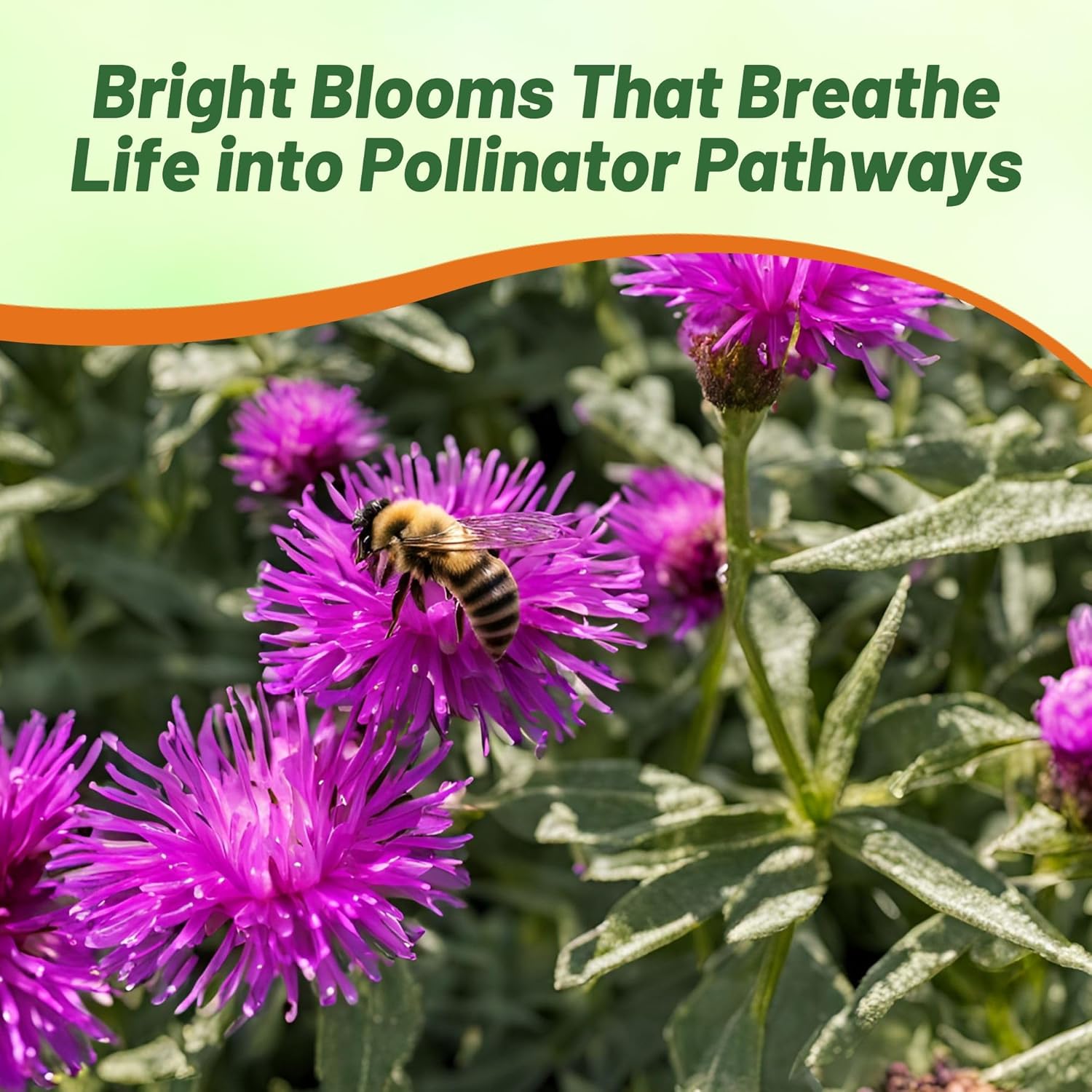 Gomphrena Globosa Purple Flower Garden