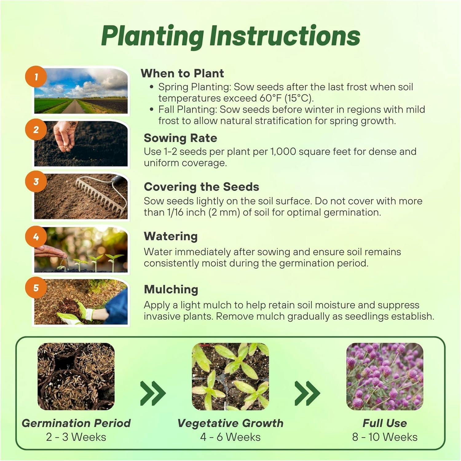 Gomphrena Globosa Rose Planting Directions