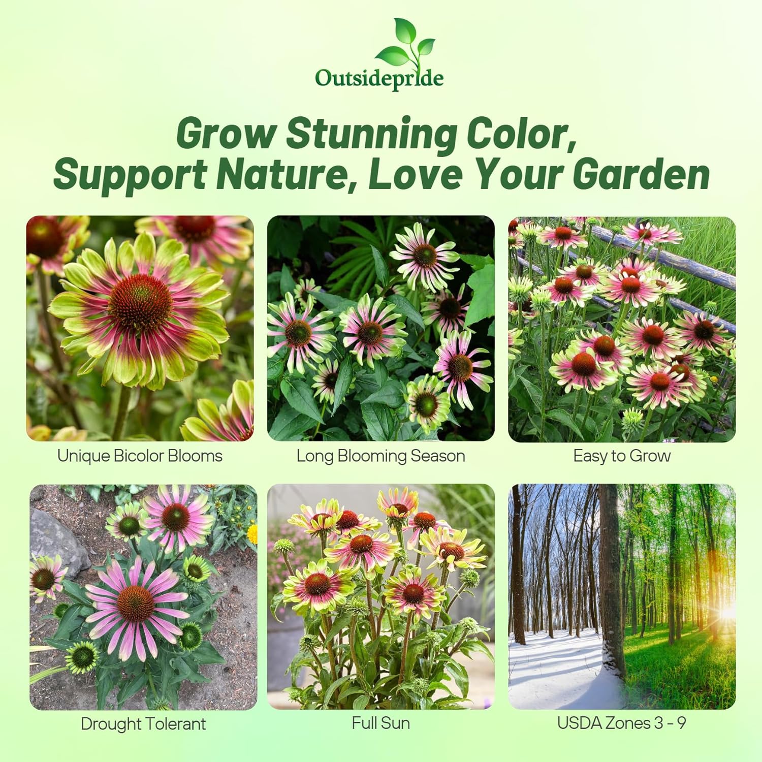 Coneflower Green Twister Garden Flower