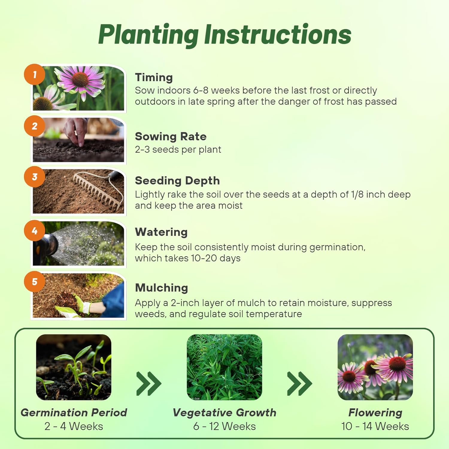 Echinacea Green Twister Planting Directions