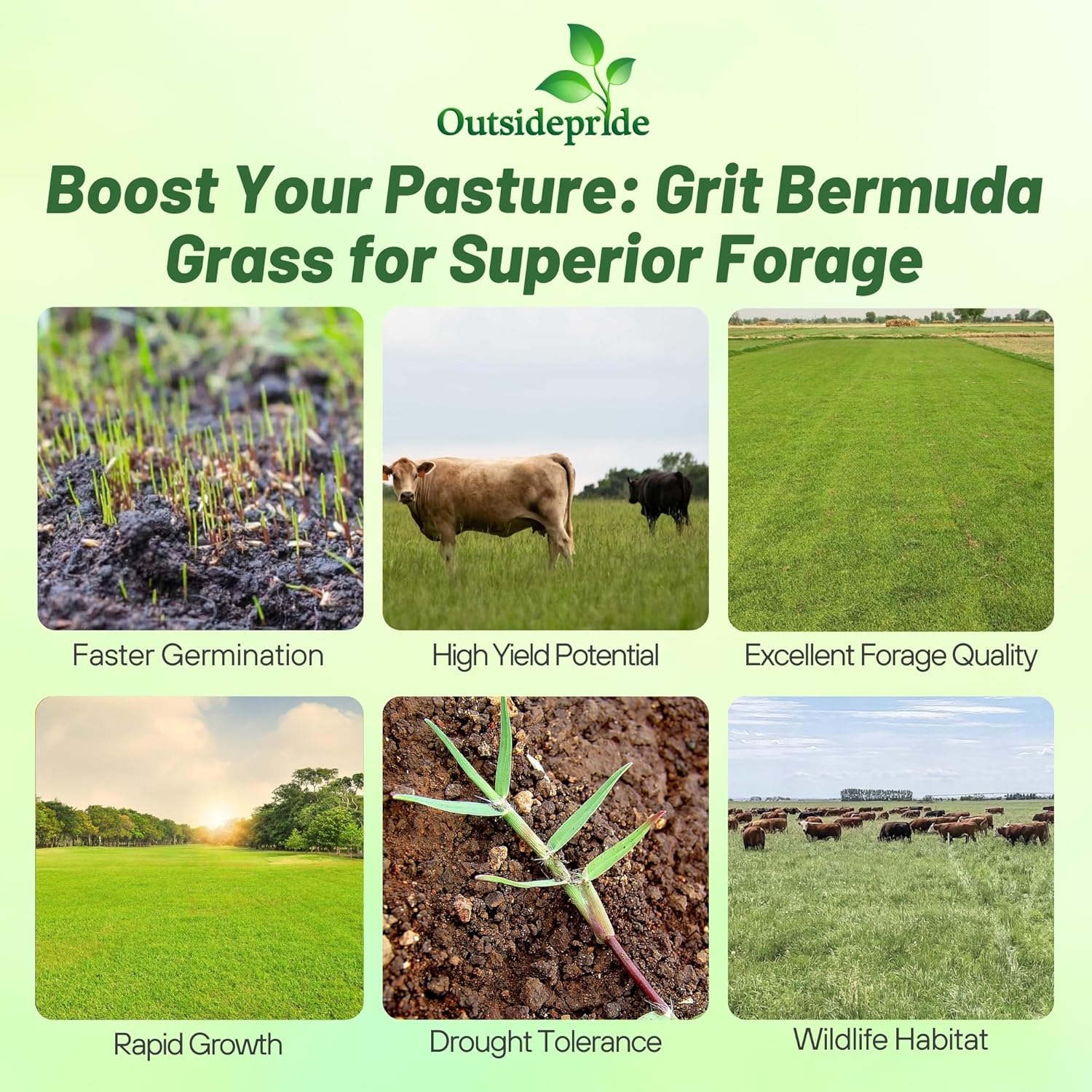 Grit Bermuda Pasture Seed