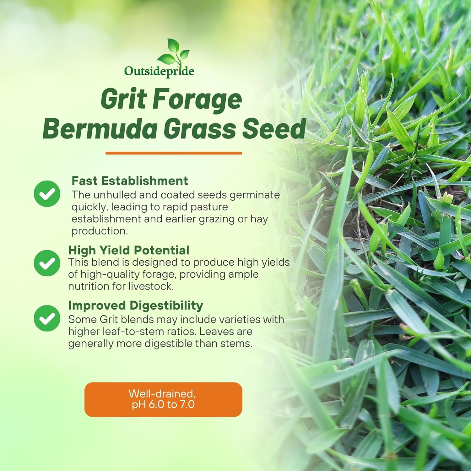 Grit Bermuda Pasture Grass