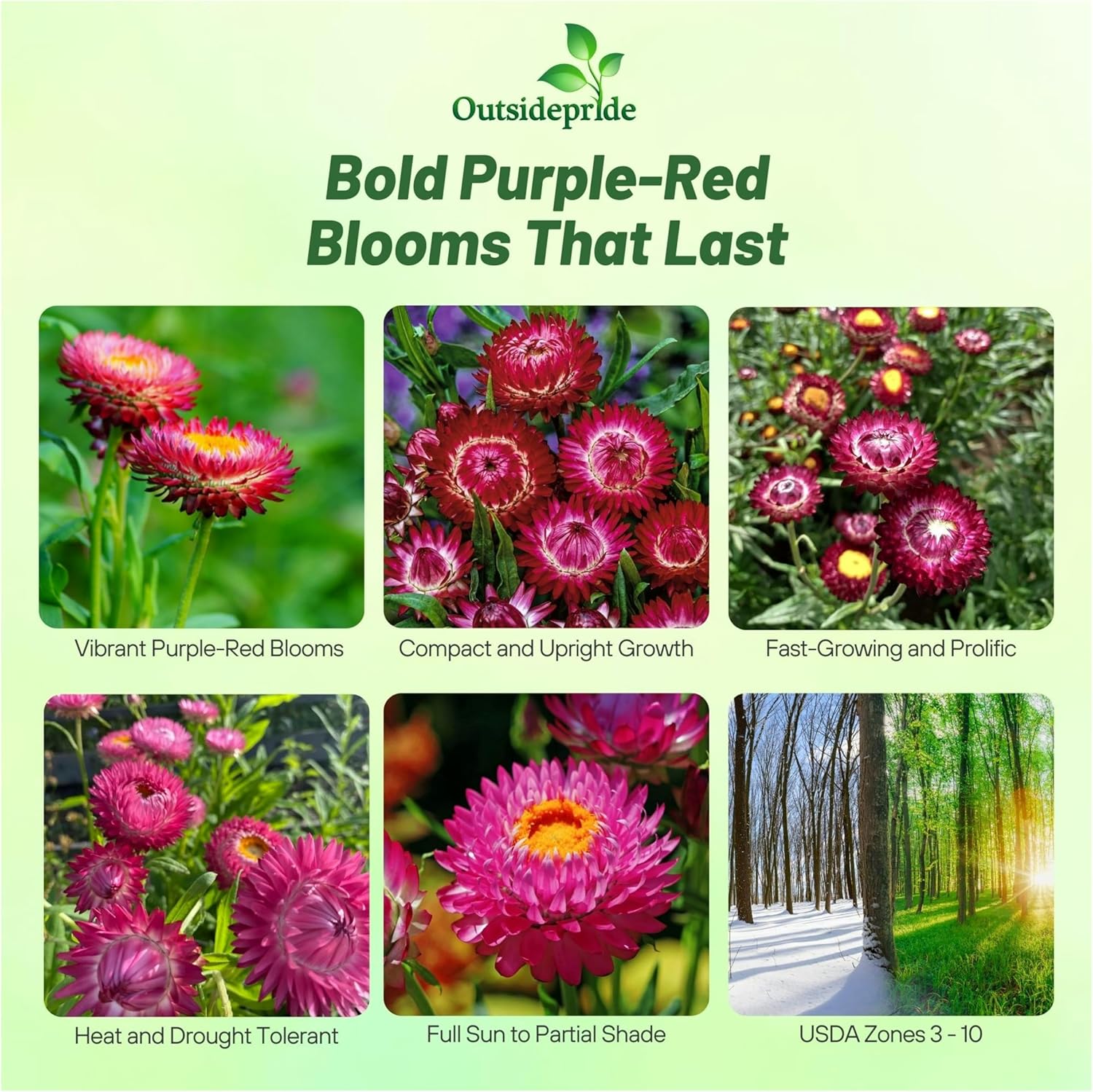 Strawflower Drought Tolerant Purple-red Flowers