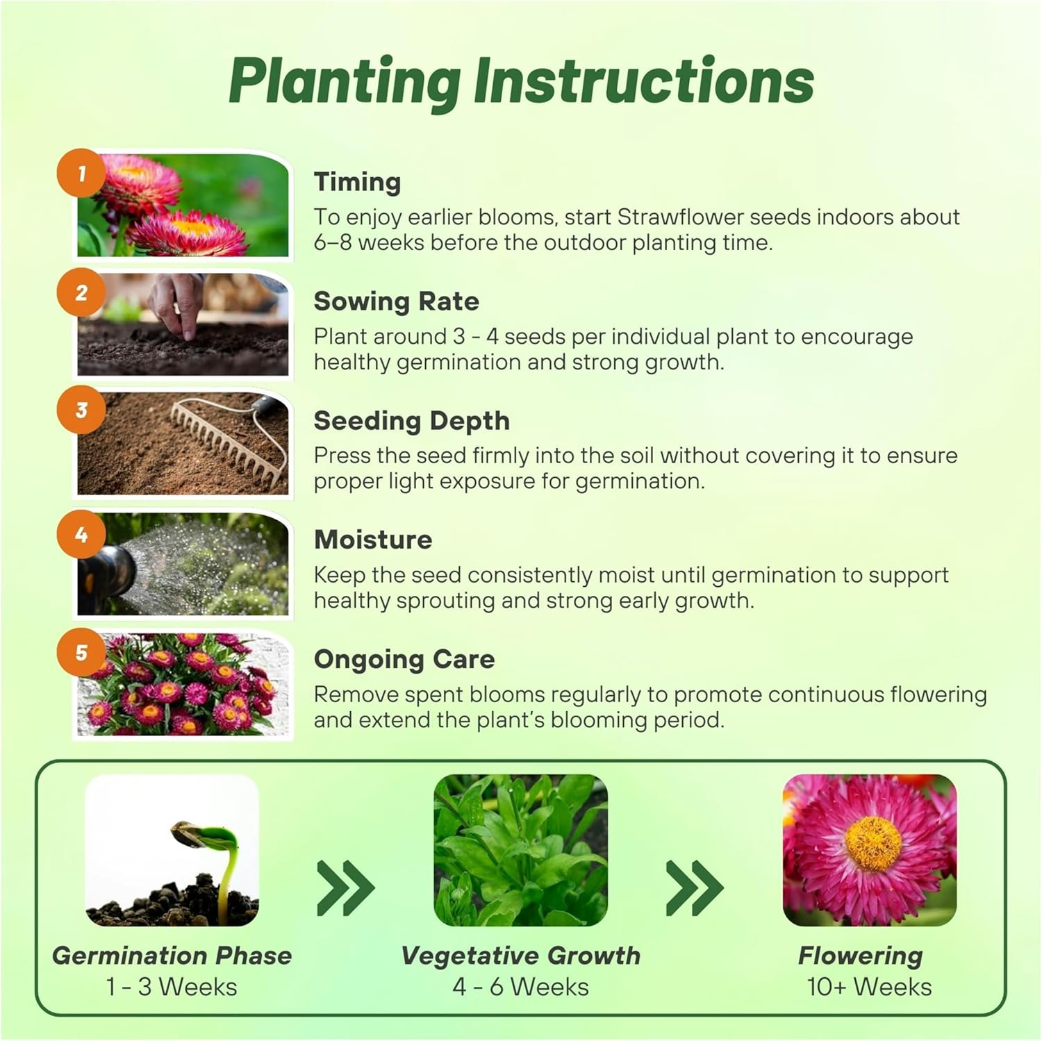 Helichrysum Purple-red Planting Directions