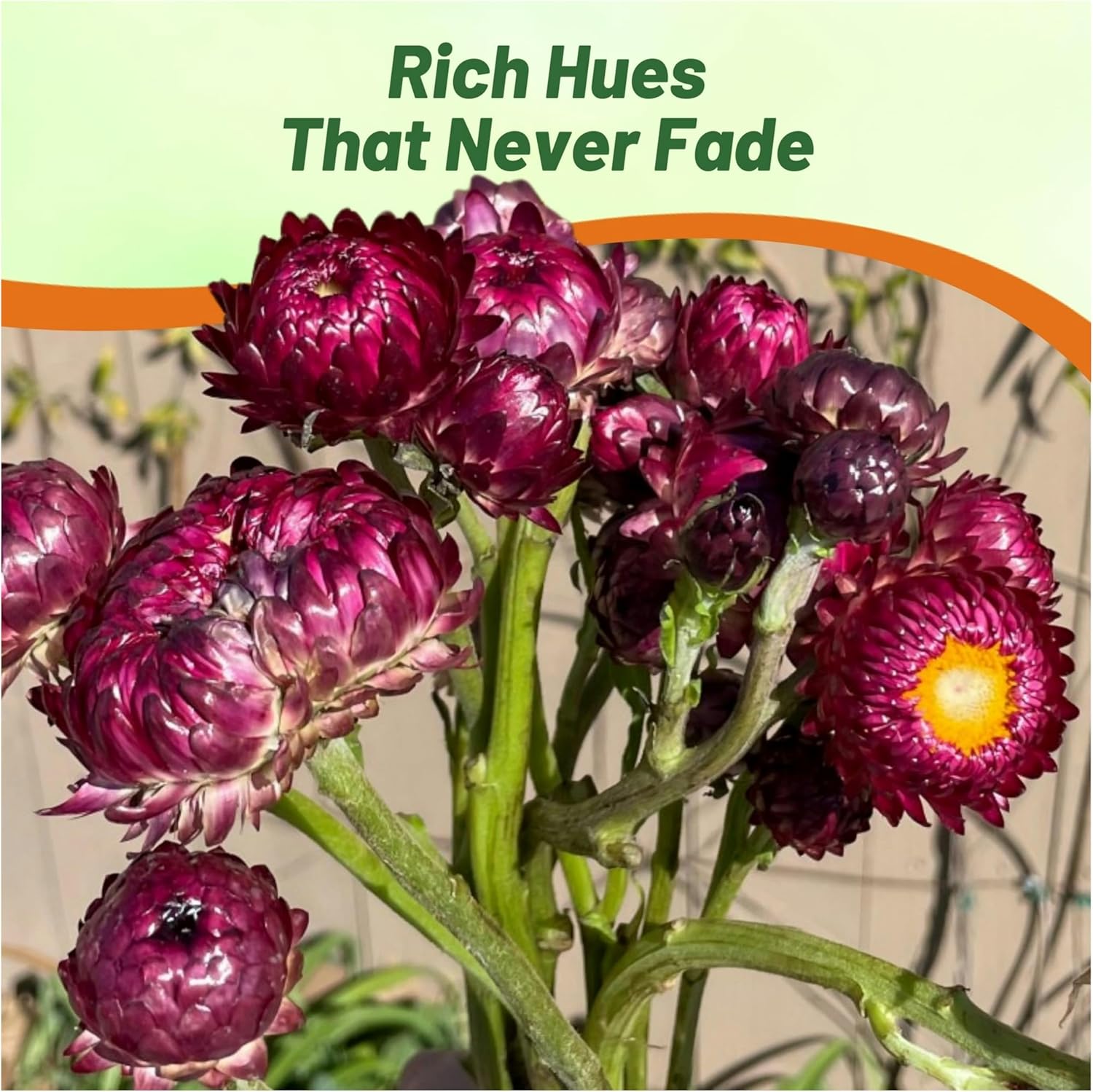 Helichrysum Purple-red Flower Garden