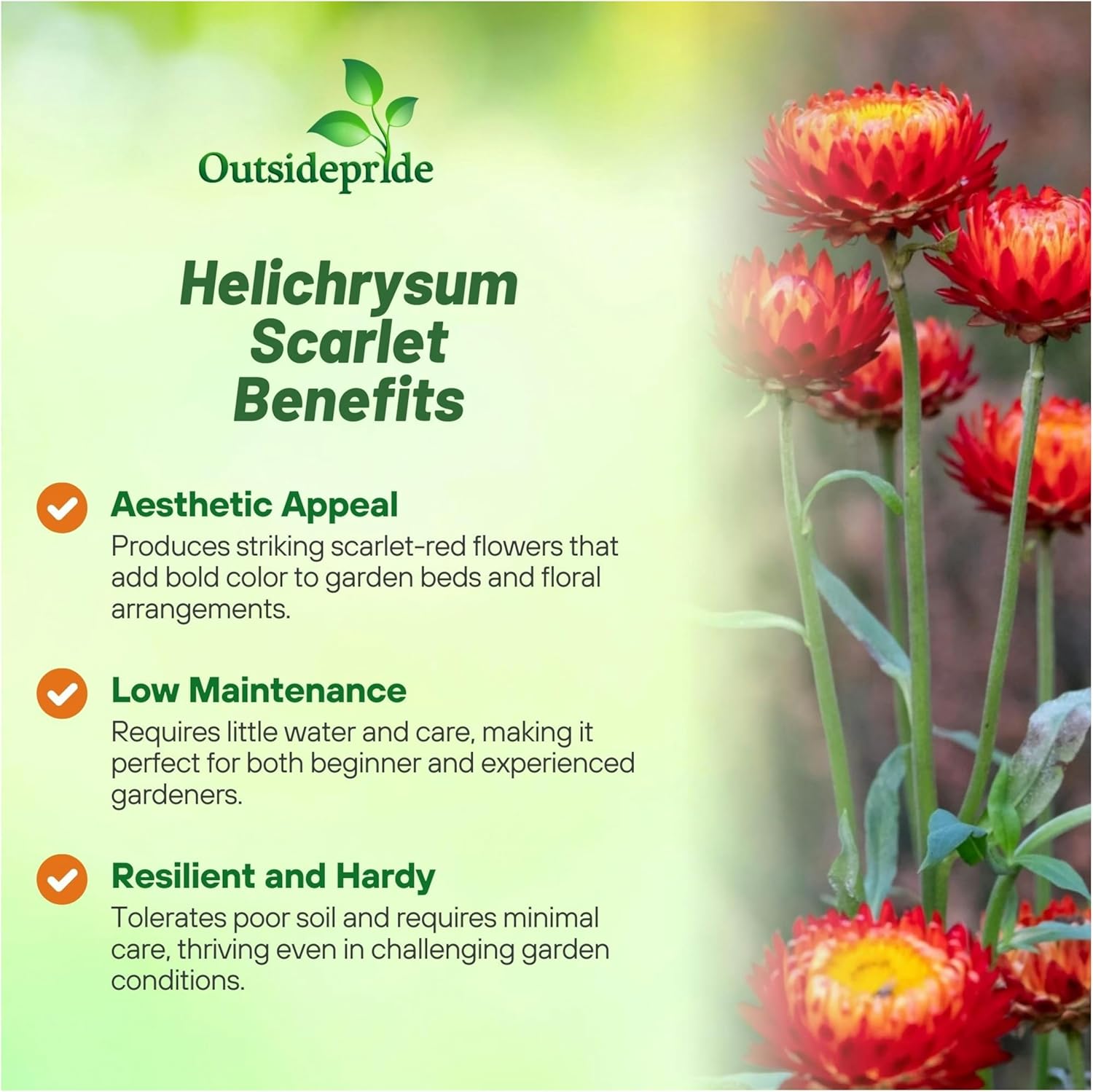 Helichrysum Scarlet Flowers