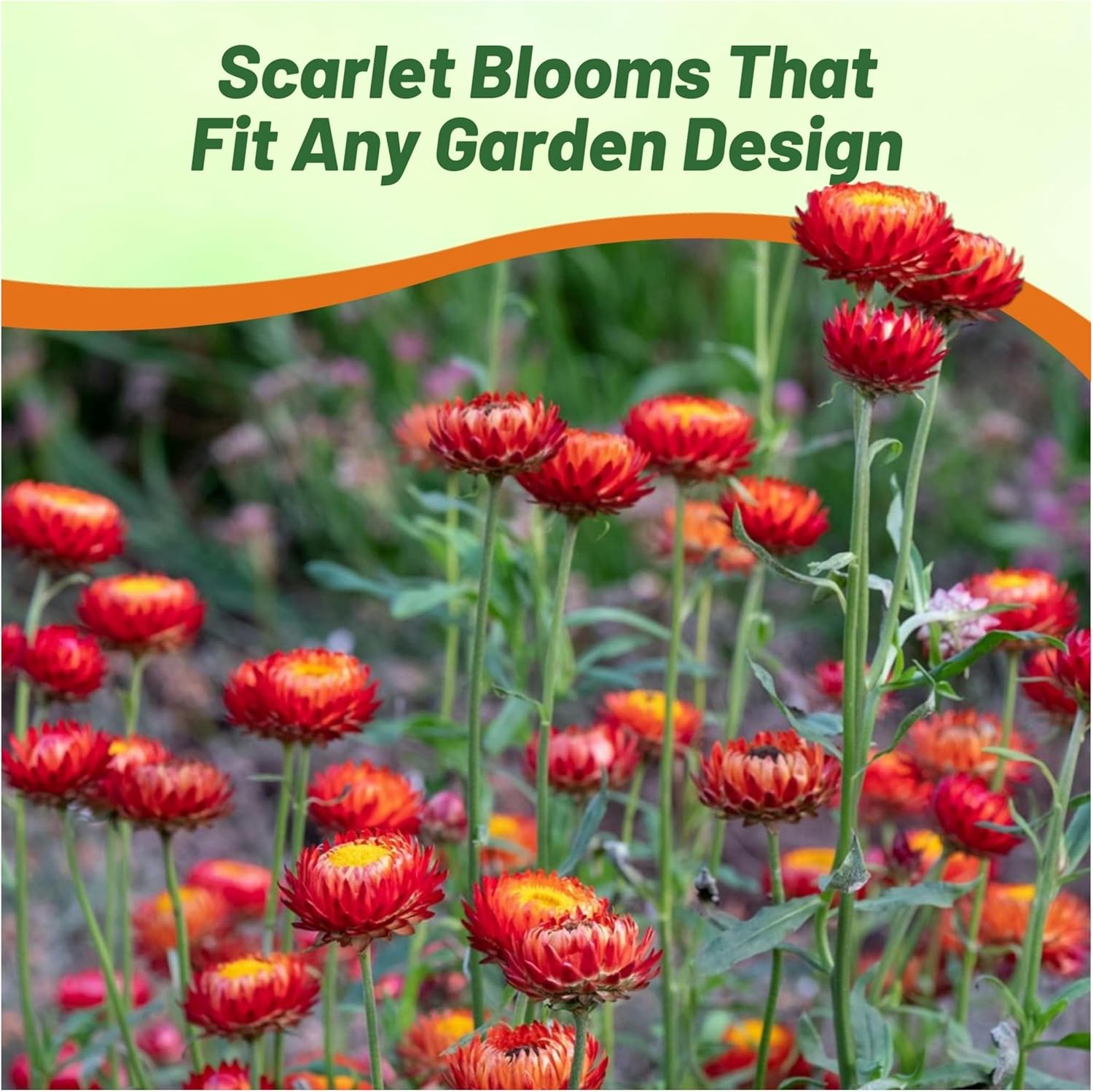 Helichrysum Bracteatum Scarlet Flower Seeds