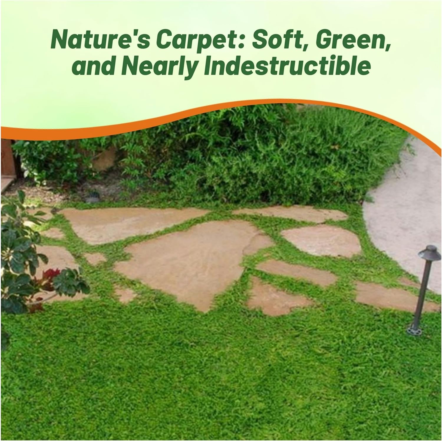 Herniaria Green Carpet Ground Cover Seed