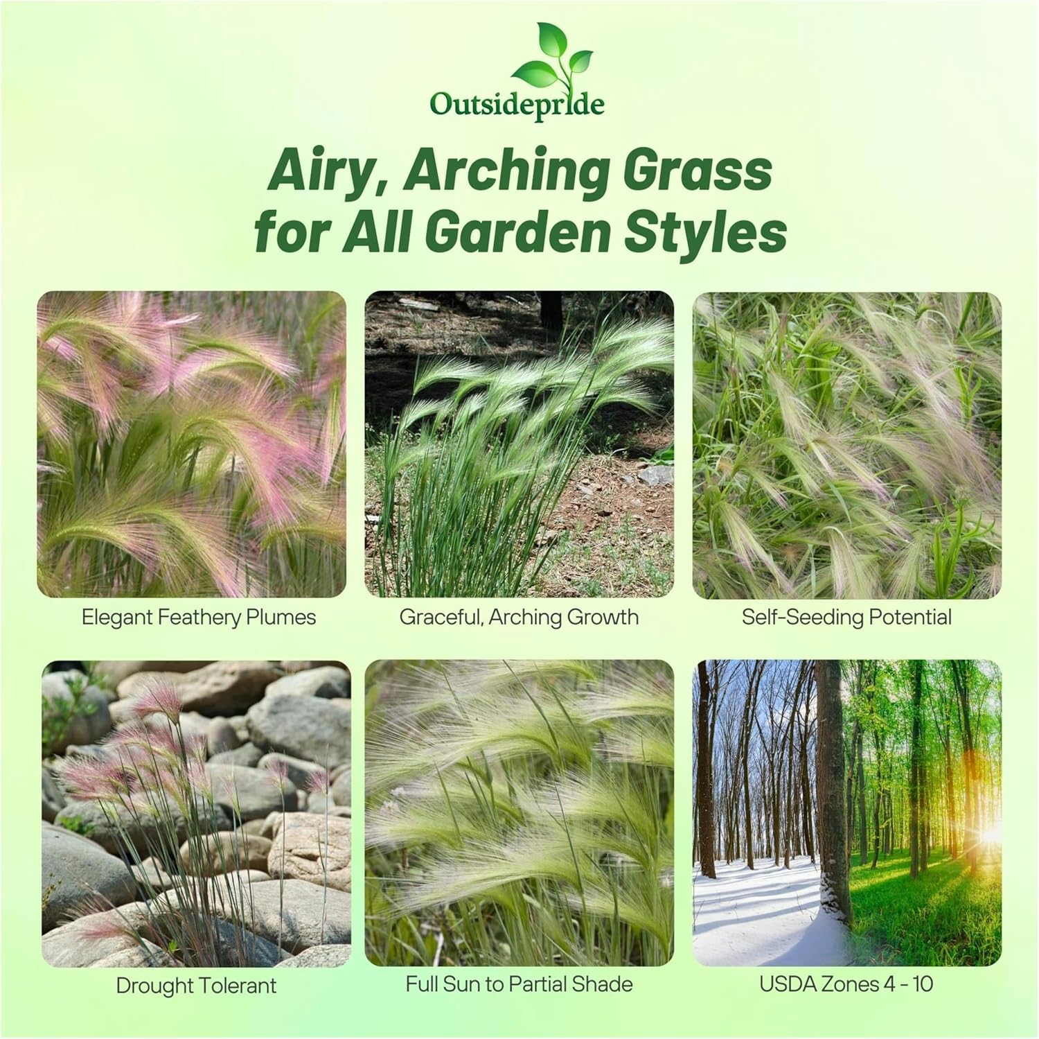 Foxtail Barley Grass Seeds